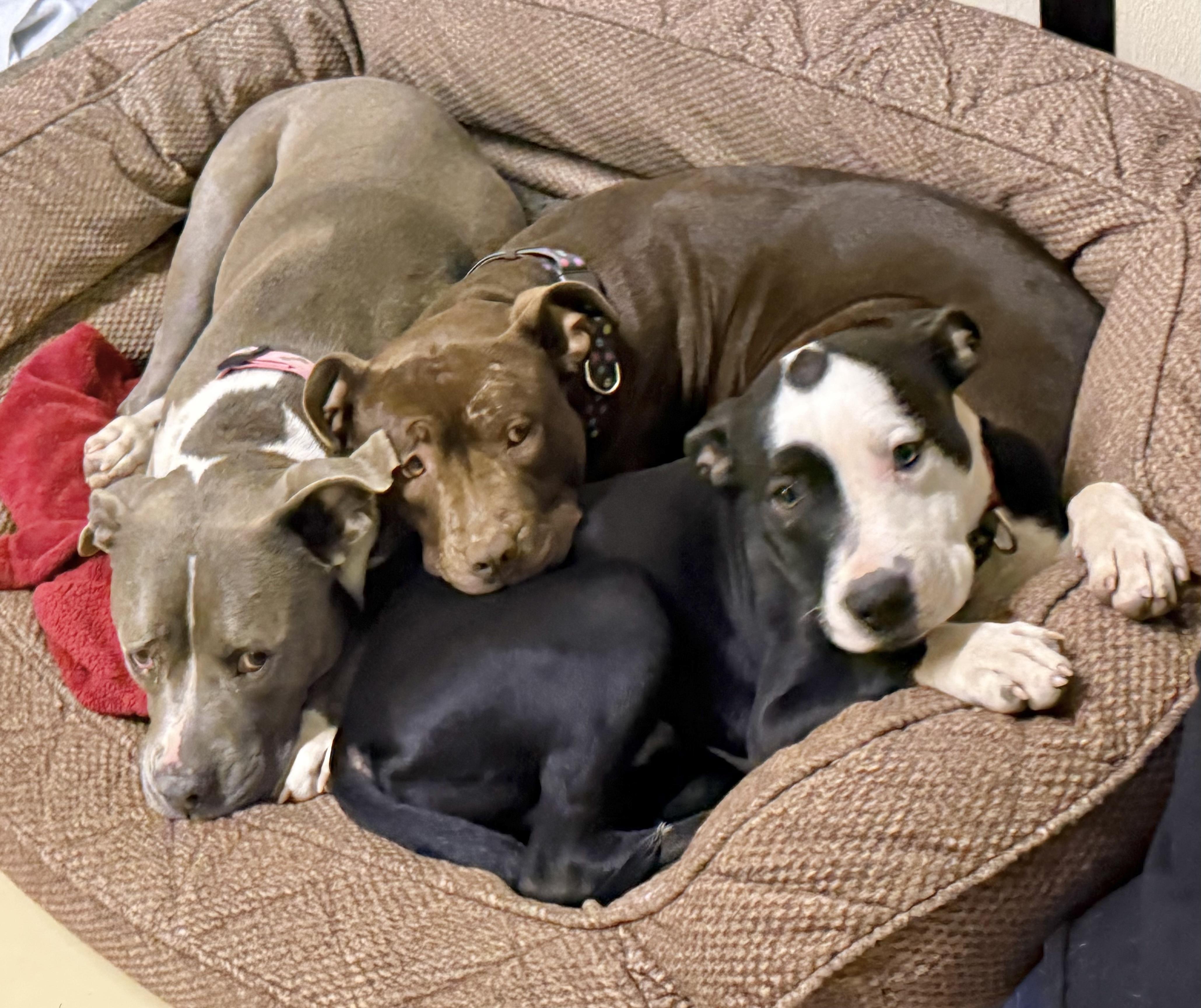 Enlarge Oreo, an adopted mixed breed in Fairfax, VA image 5/6