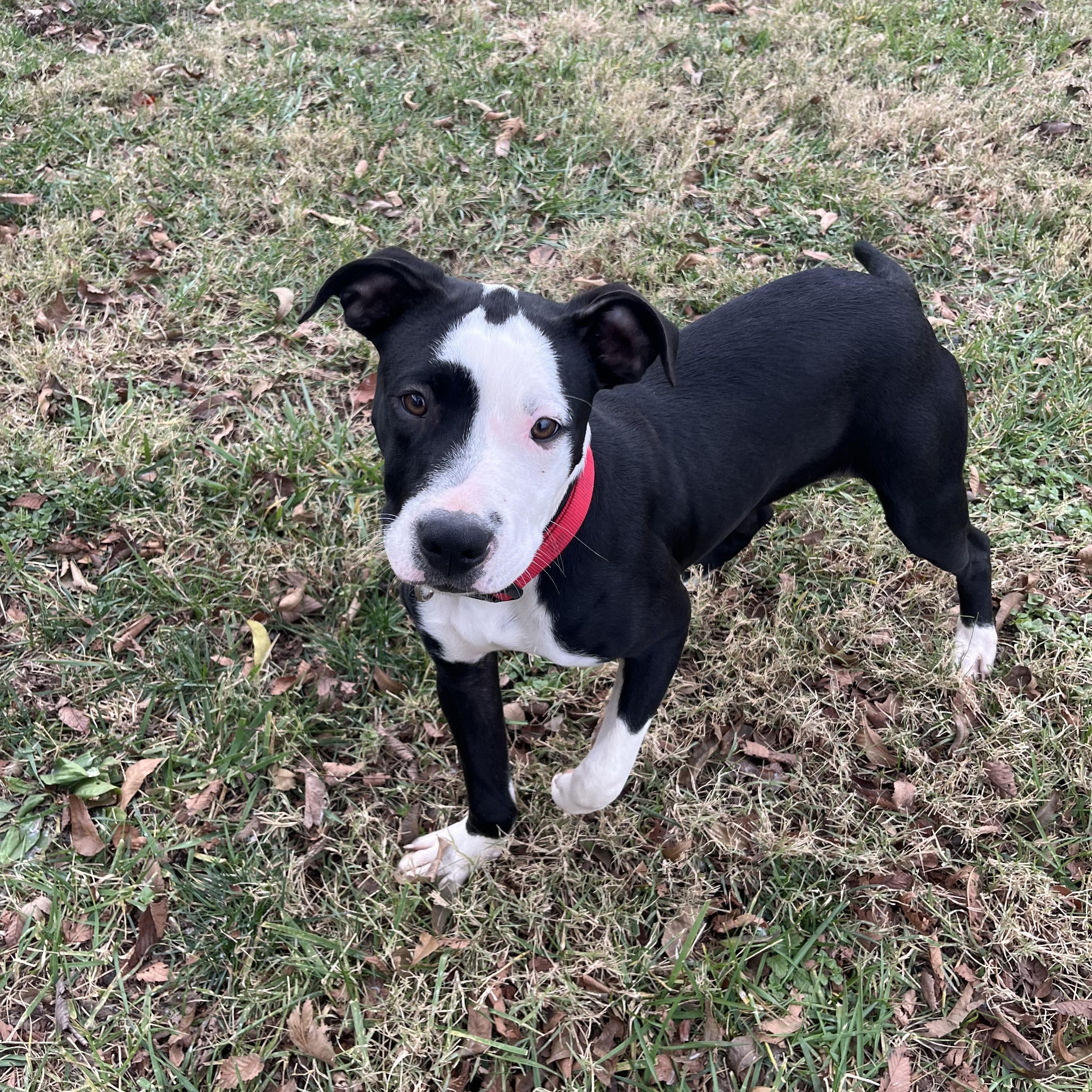 Enlarge Oreo, an adopted mixed breed in Fairfax, VA image 2/6