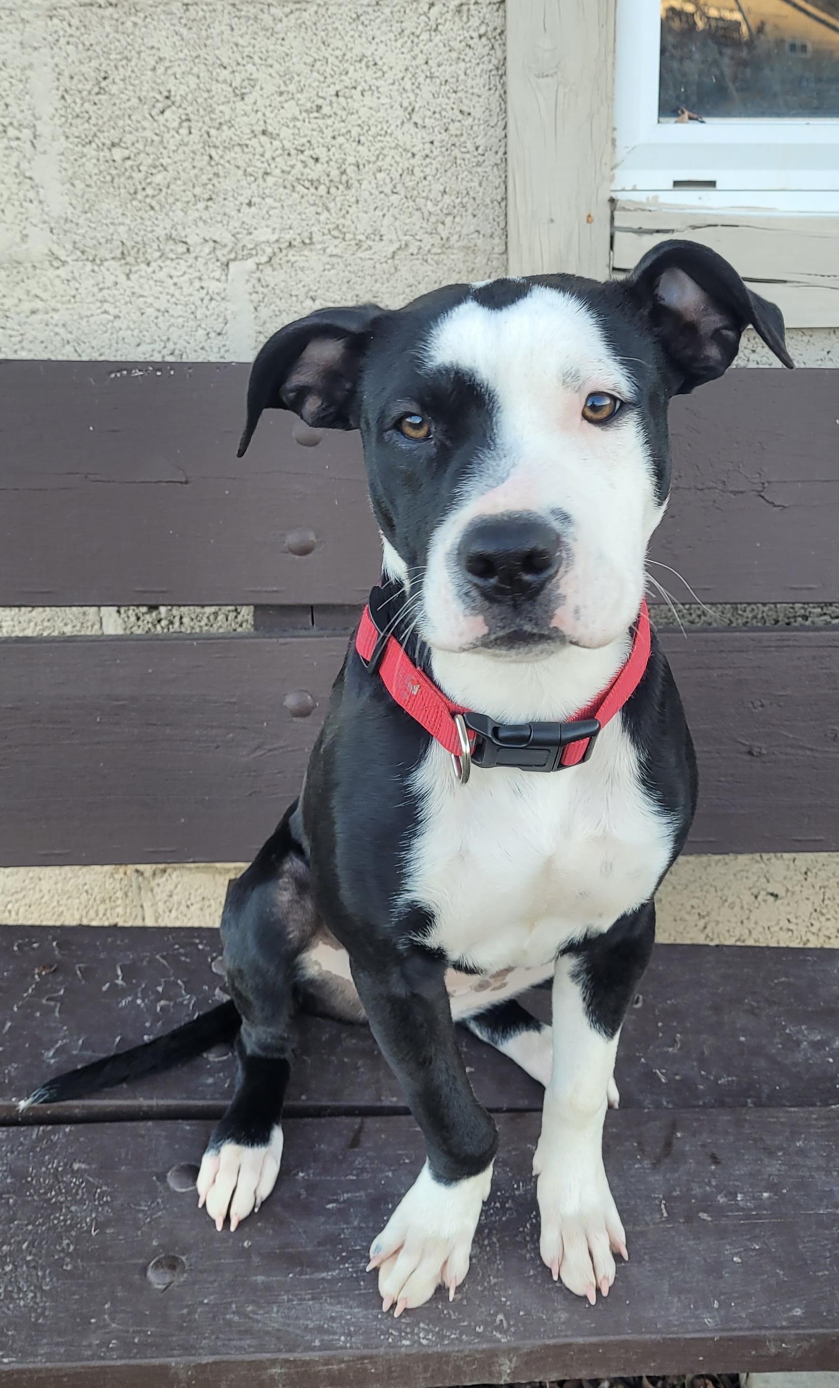 Enlarge Oreo, an adopted mixed breed in Fairfax, VA image 3/6