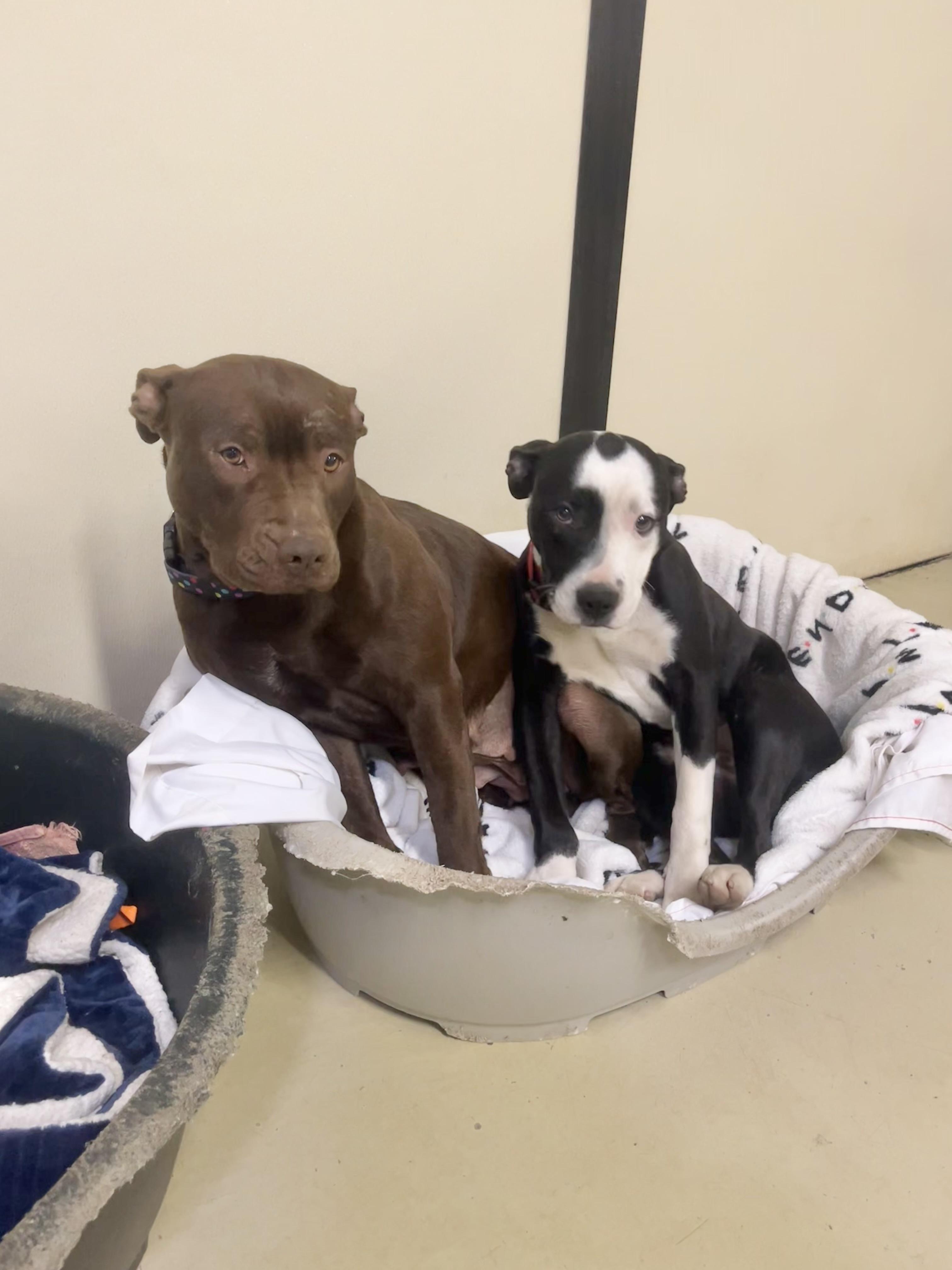 Enlarge Oreo, an adopted mixed breed in Fairfax, VA image 4/6