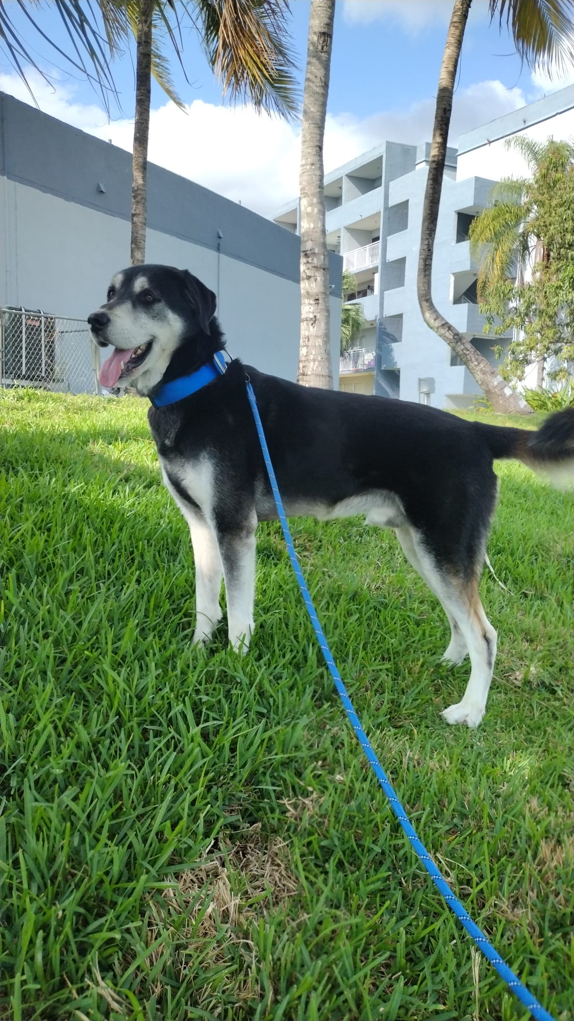 Tommy, Adoptable, Young Male Husky & Labrador Retriever.
