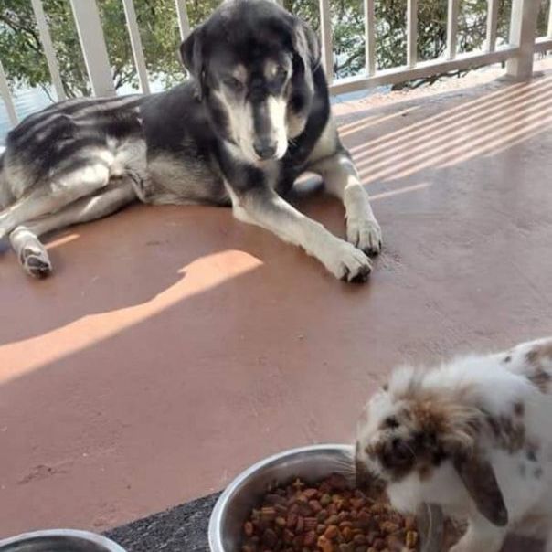 Tommy, Adoptable, Young Male Husky & Labrador Retriever.