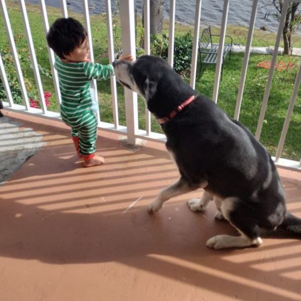 Enlarge Tommy, a Adoptable mixed breed in Weston, FL image 3/15