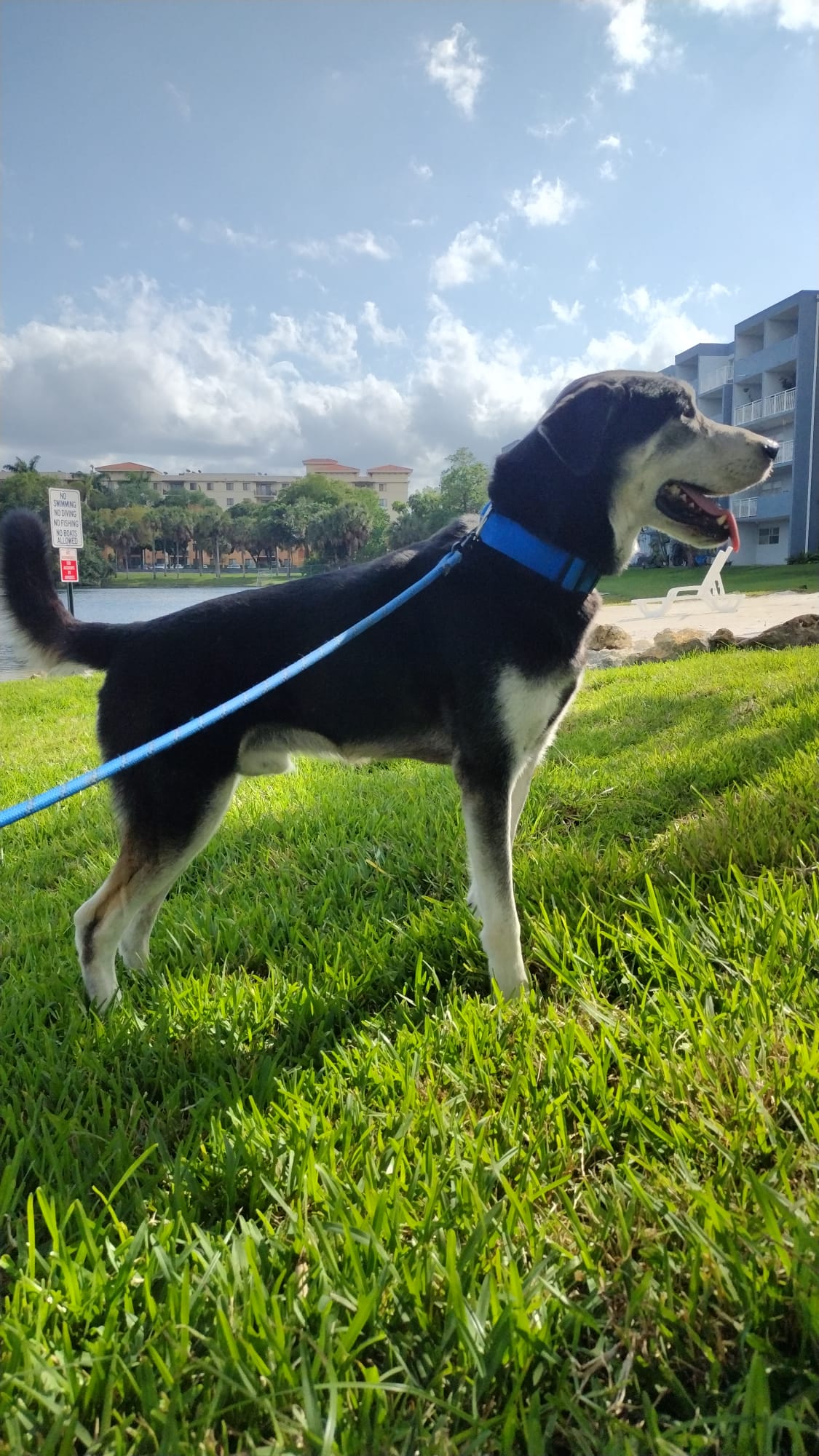 Enlarge Tommy, a Adoptable mixed breed in Weston, FL image 4/15
