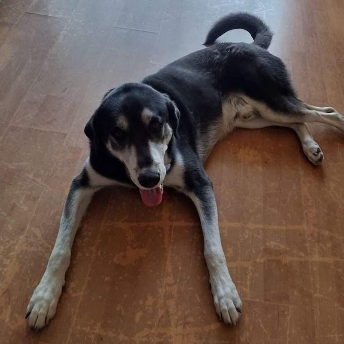 Enlarge Tommy, a Adoptable mixed breed in Weston, FL image 5/15