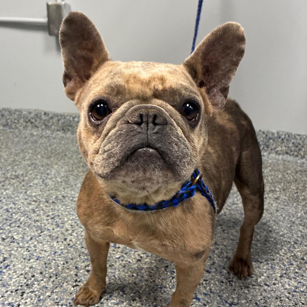 Marly, ADOPTABLE, Young Female French Bulldog.