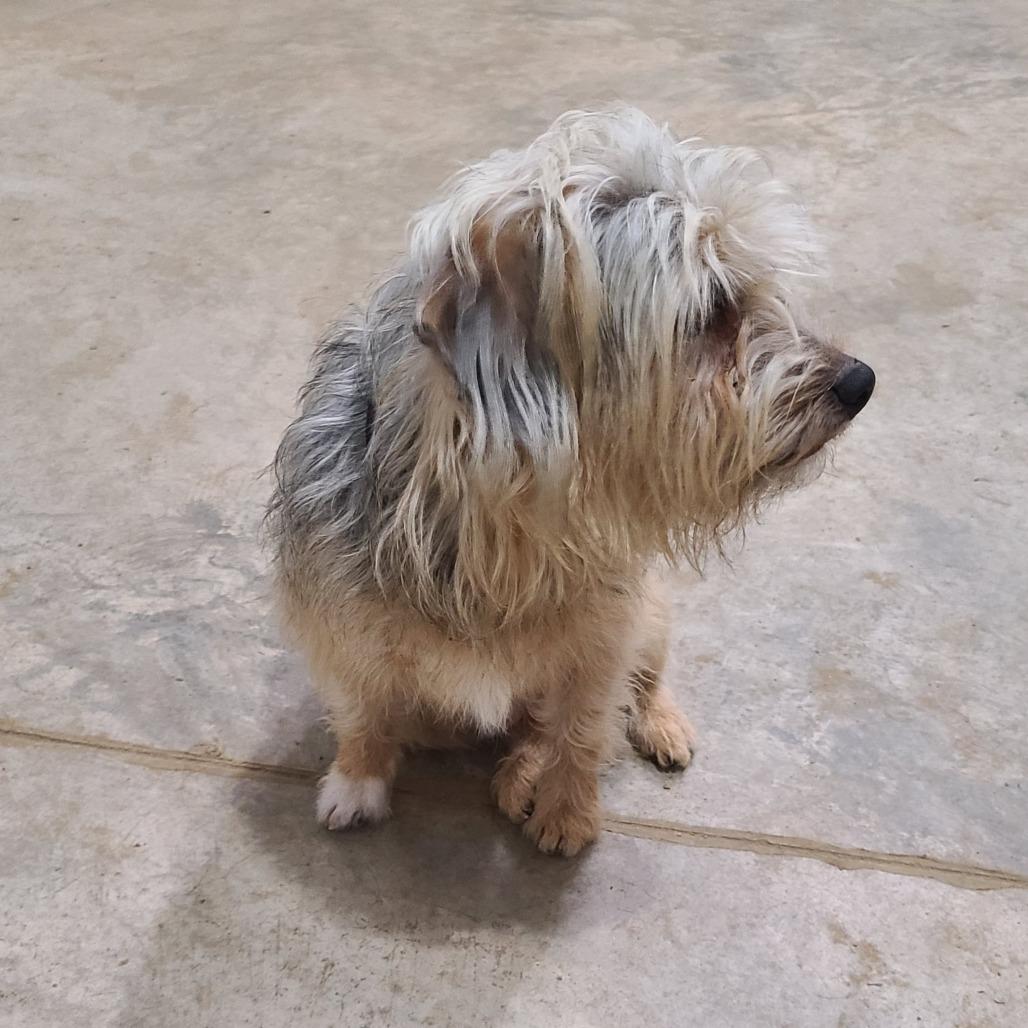 Grady, Adoptable, Adult Male Yorkshire Terrier.