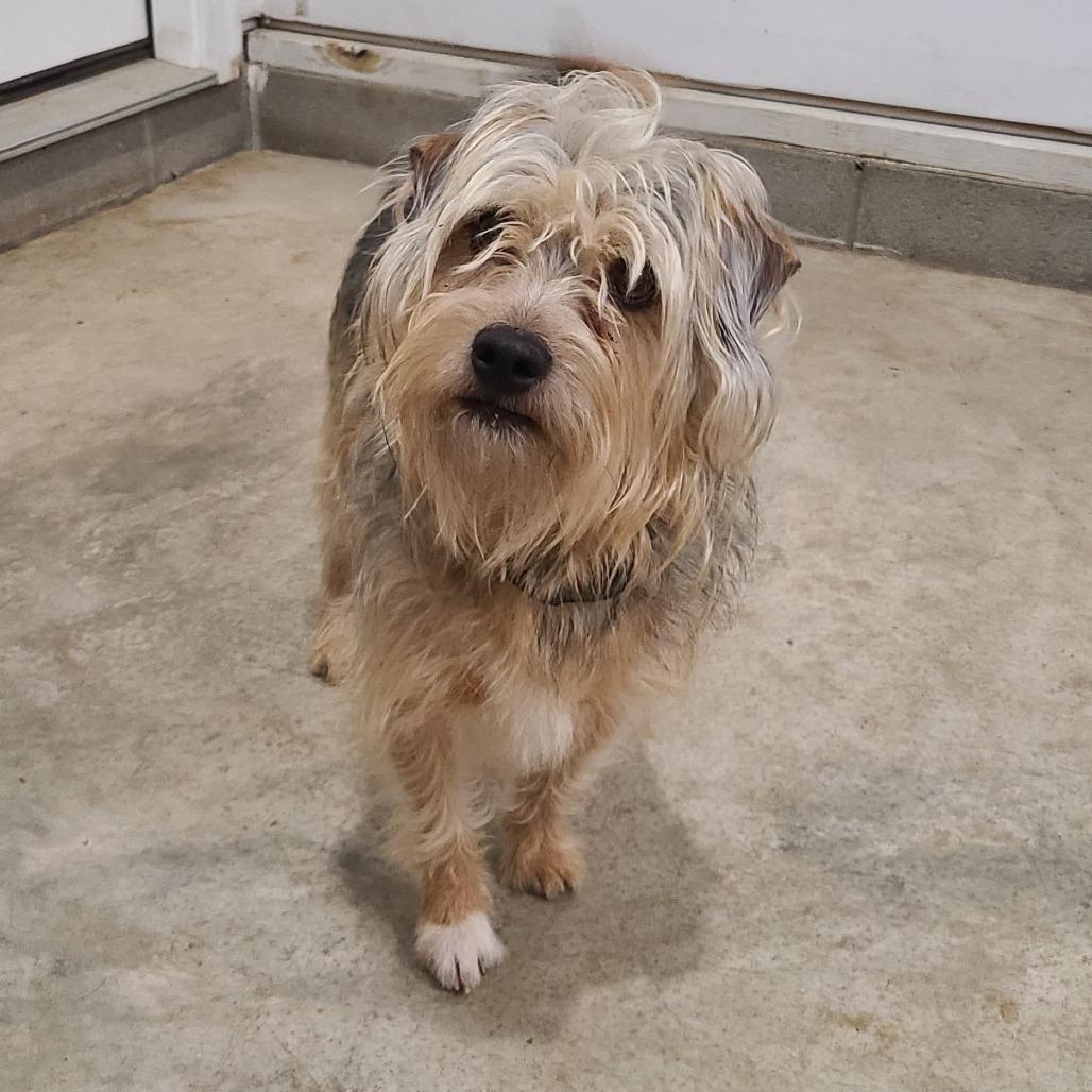 Enlarge Grady, a Adoptable Yorkshire Terrier in Southington, OH image 2/2