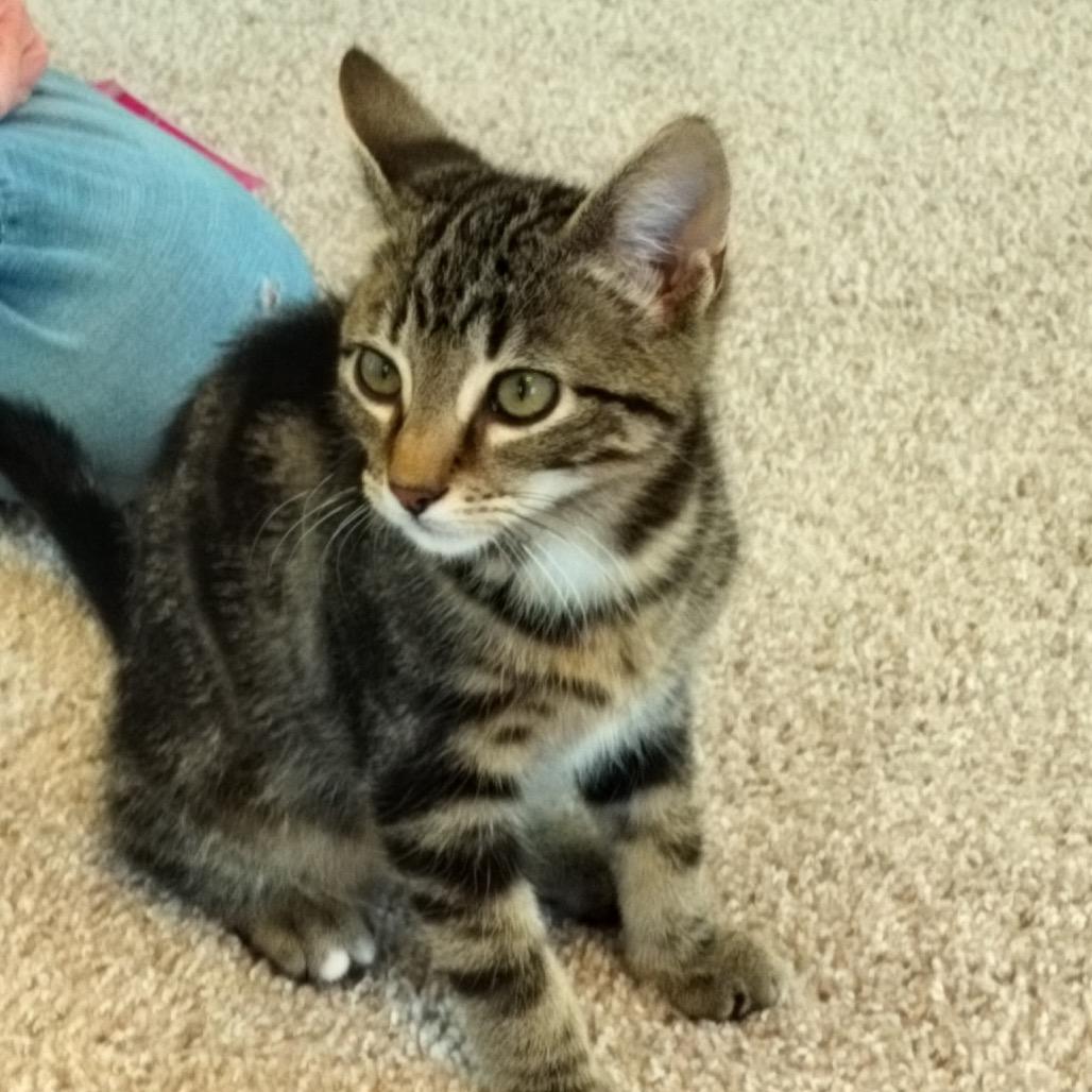 Cashew, Adoptable, Kitten Male Domestic Short Hair.