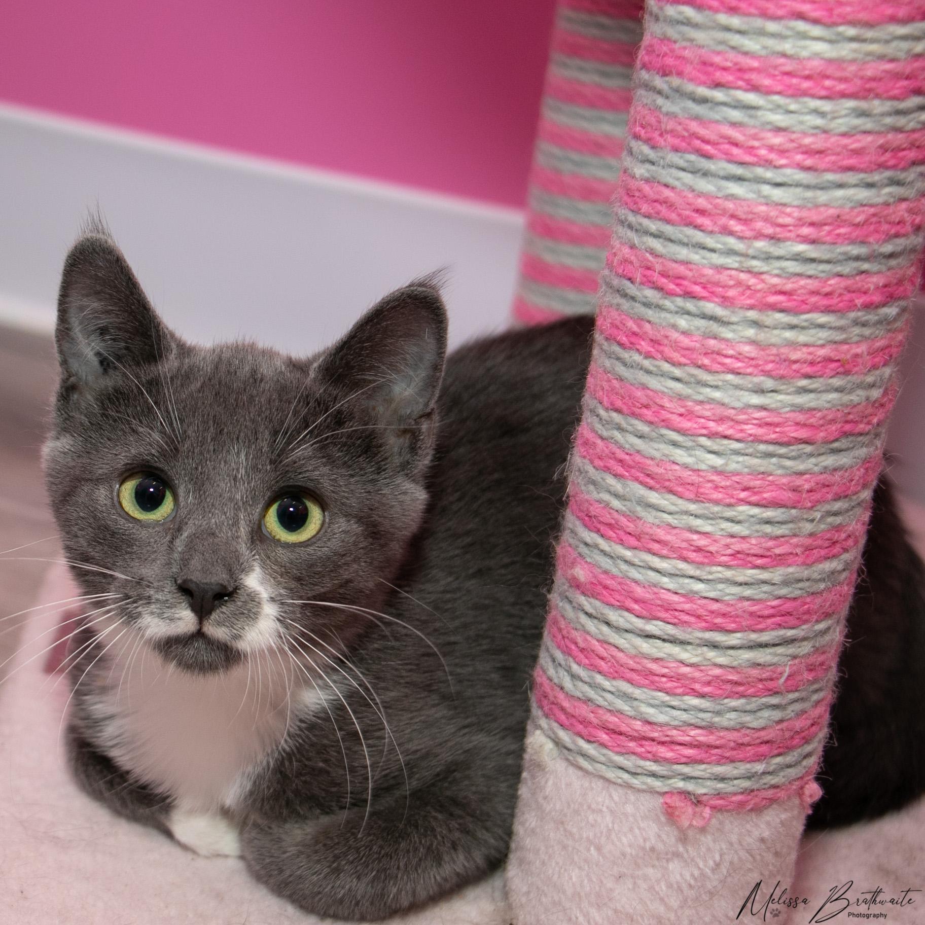 Fossil, adopted, Kitten Male Domestic Short Hair.