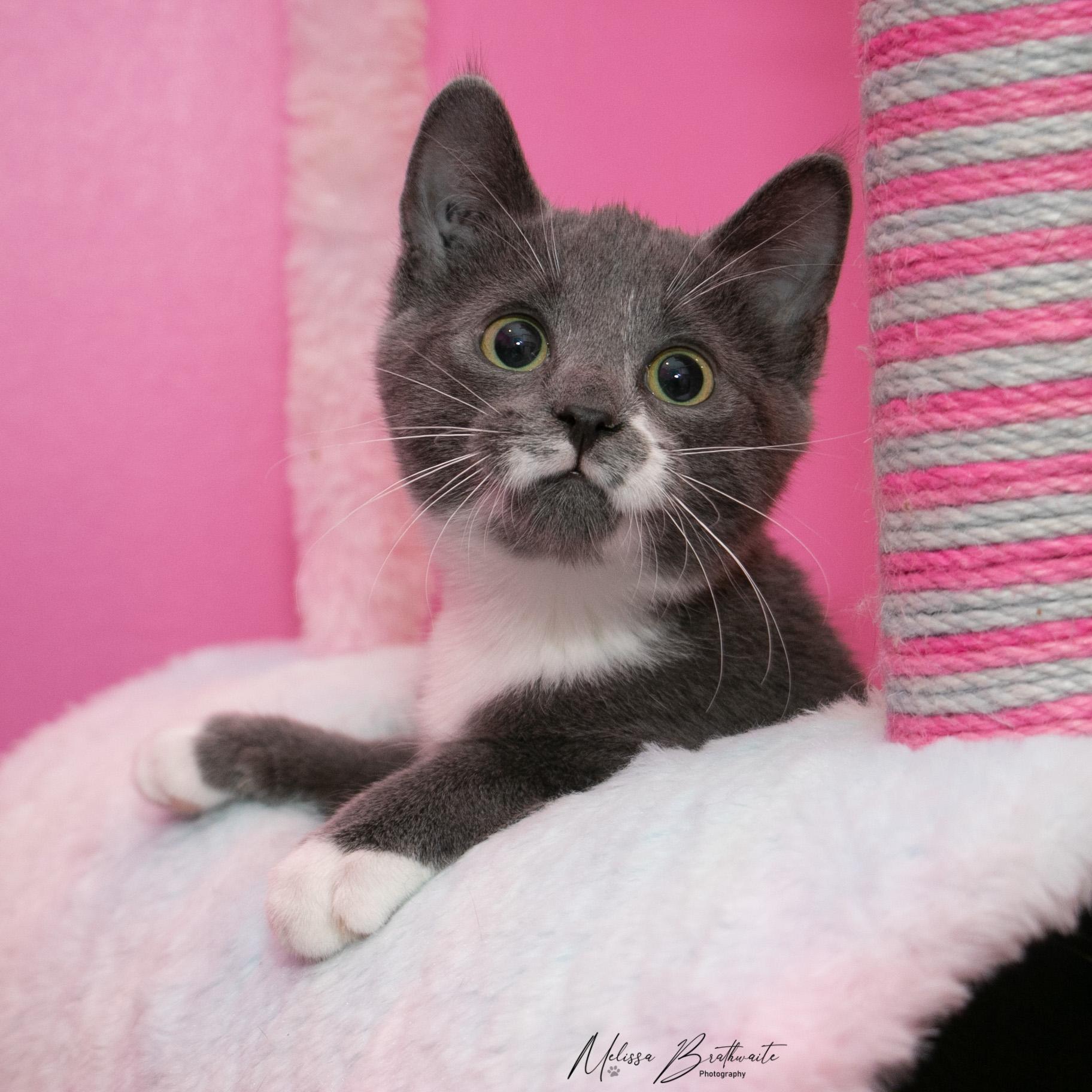 Fossil, Adoptable, Kitten Male Domestic Short Hair.
