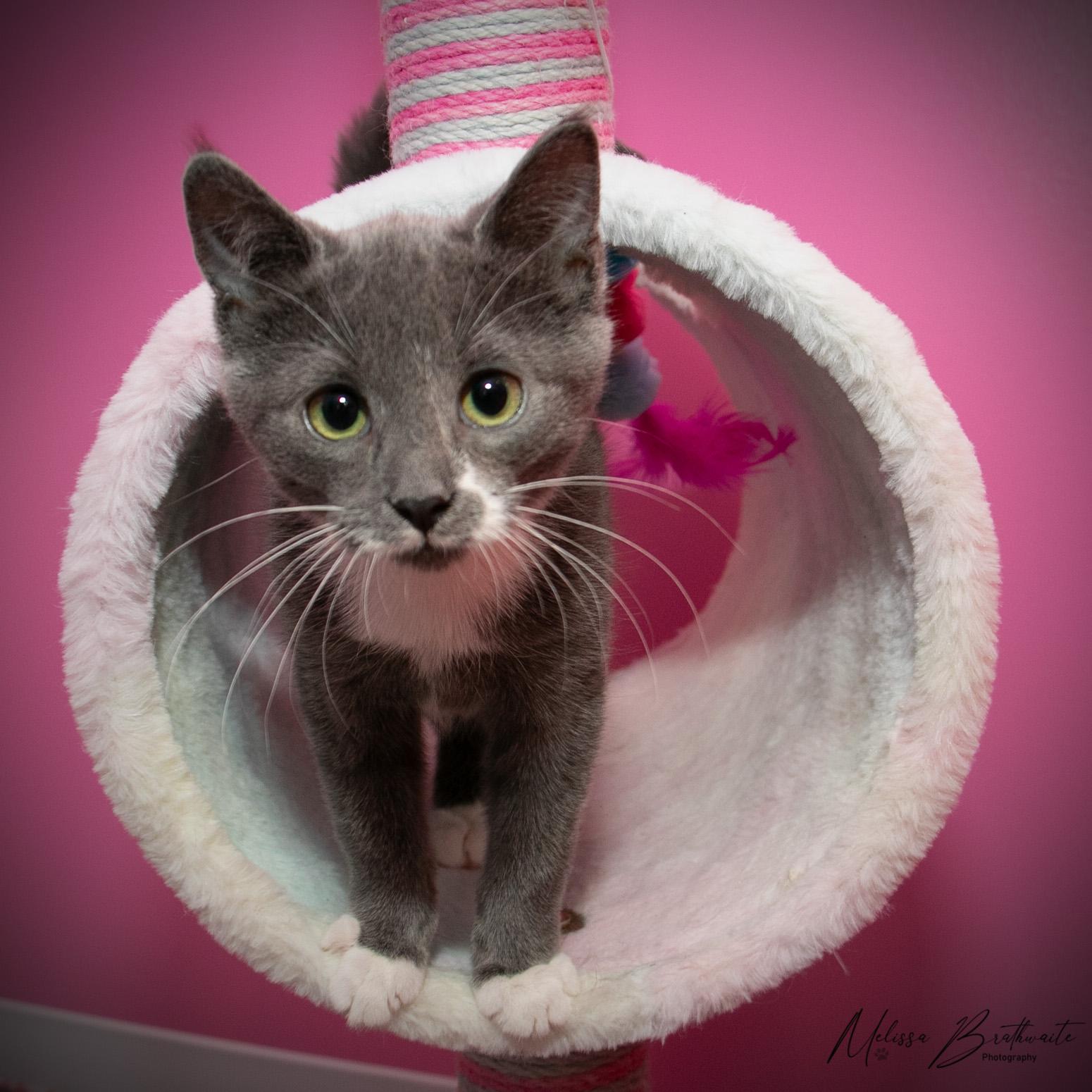 Enlarge Fossil, a Adoptable Domestic Short Hair in Calgary, AB image 3/6