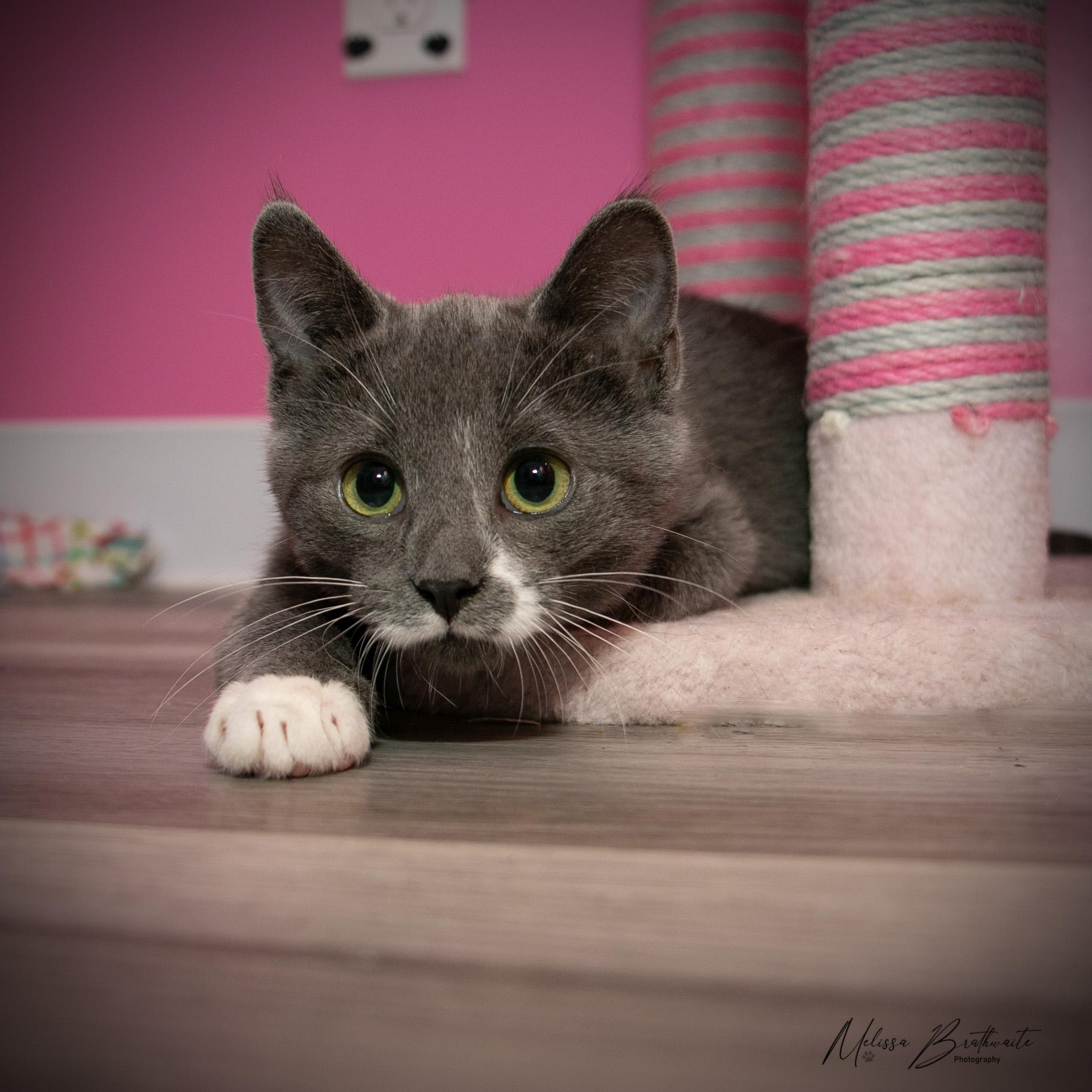 Enlarge Fossil, a Adoptable Domestic Short Hair in Calgary, AB image 4/6