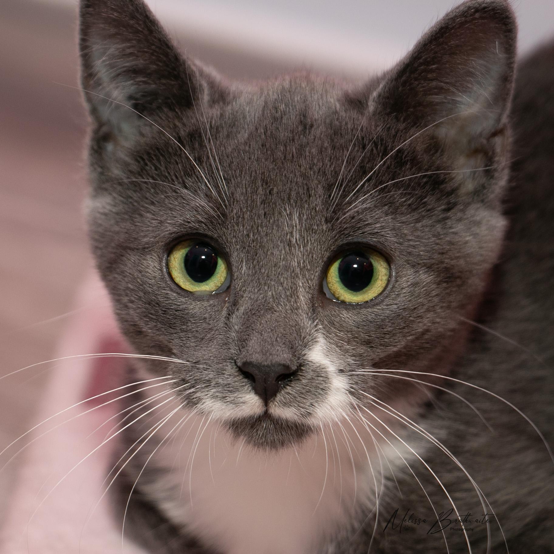 Enlarge Fossil, a Adoptable Domestic Short Hair in Calgary, AB image 5/6