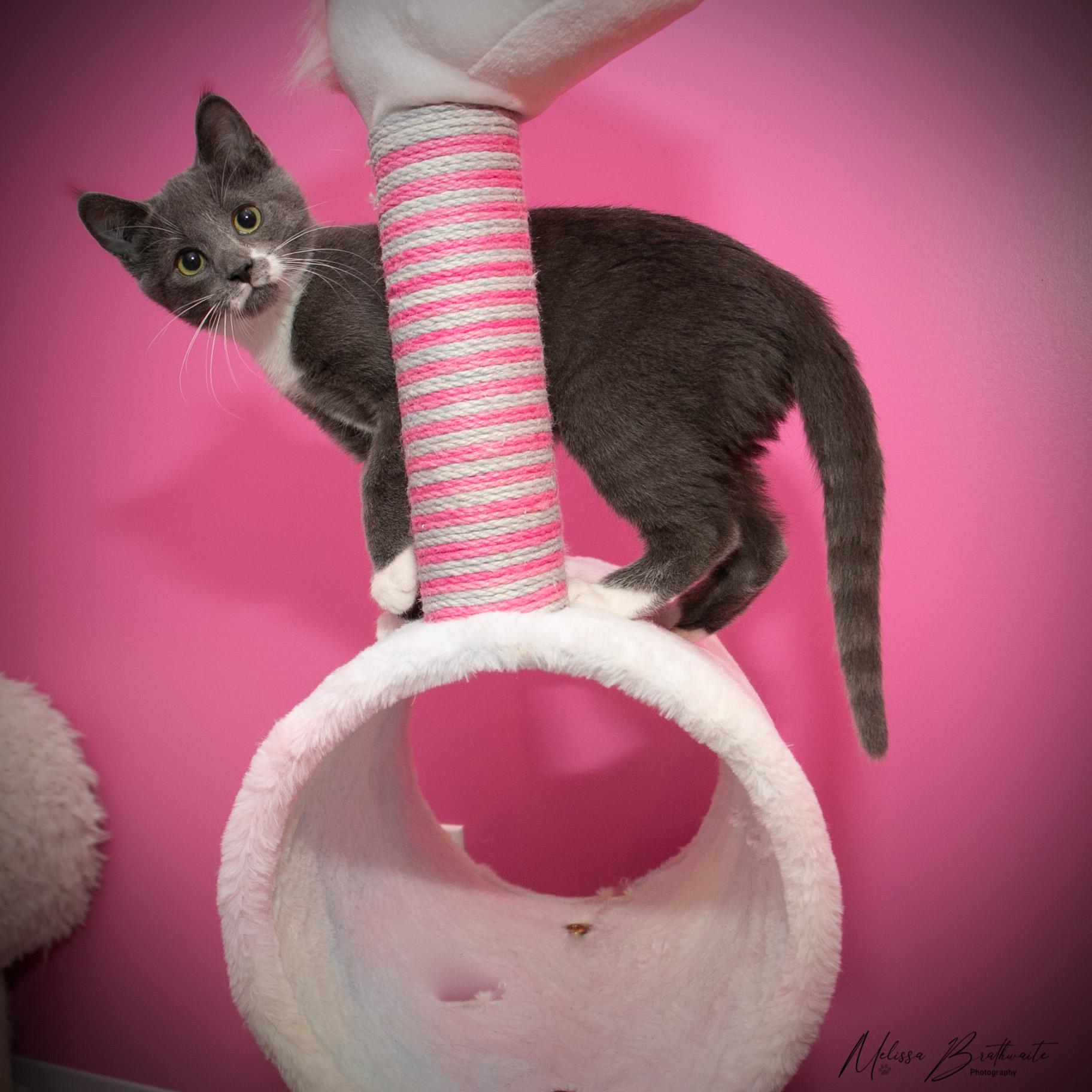 Enlarge Fossil, a Adoptable Domestic Short Hair in Calgary, AB image 6/6