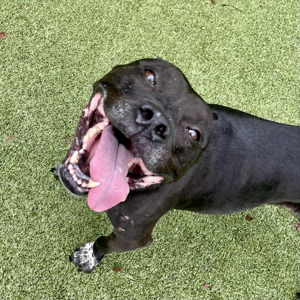 Emmie, Adoptable, Senior Female Pit Bull Terrier & Mixed Breed.