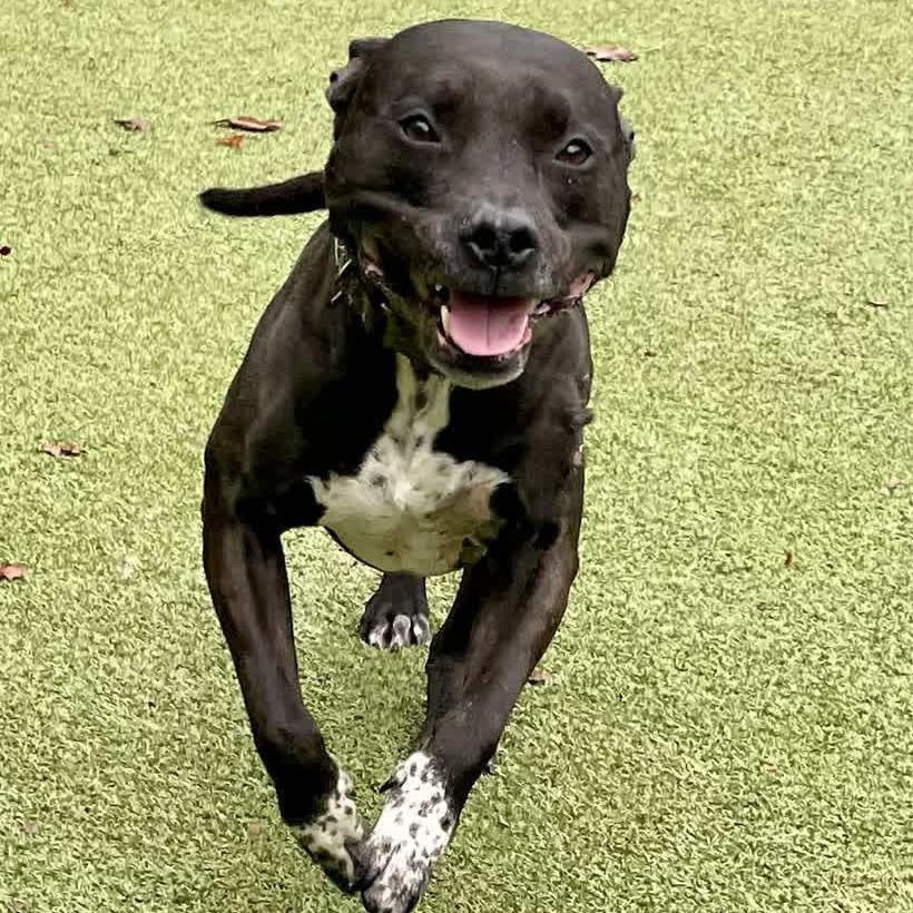 Enlarge Emmie, a Adoptable mixed breed in Greensboro, NC image 2/6