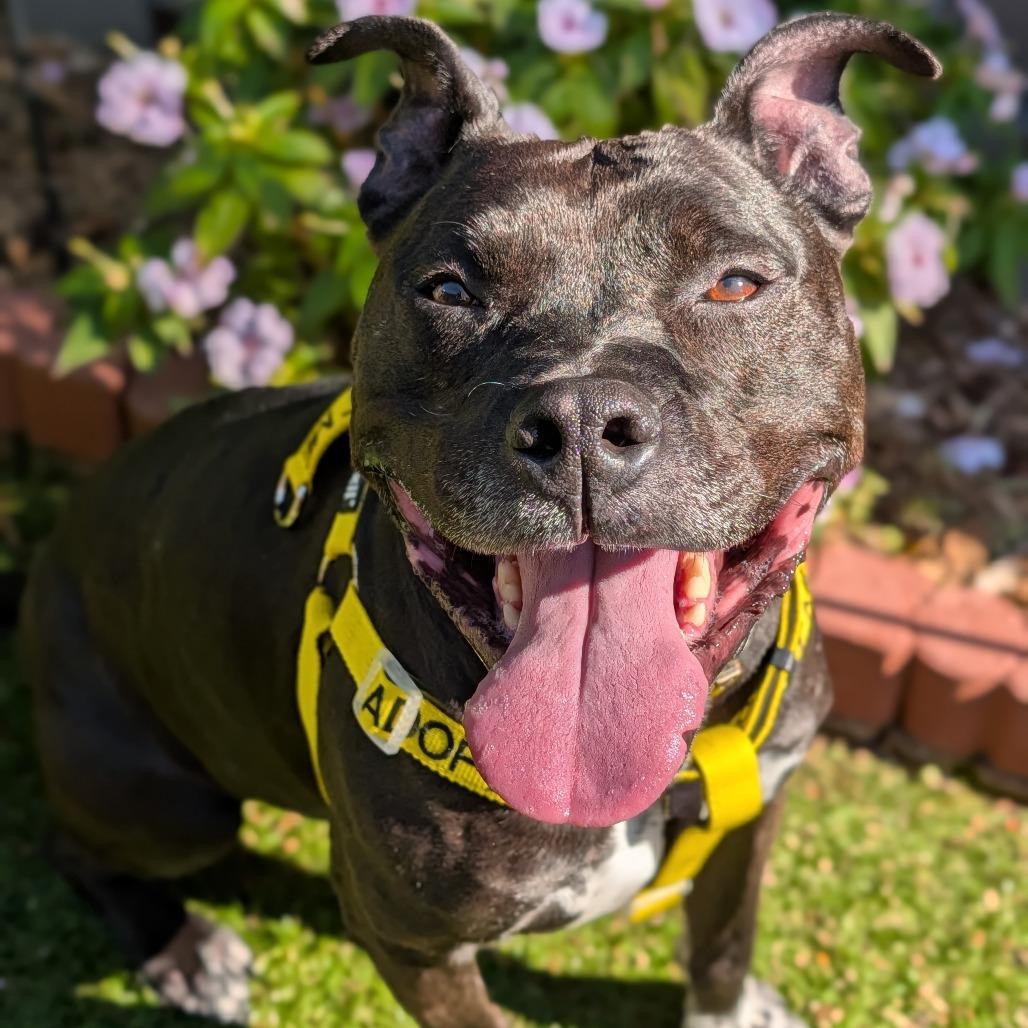 Enlarge Emmie, a Adoptable mixed breed in Greensboro, NC image 3/6