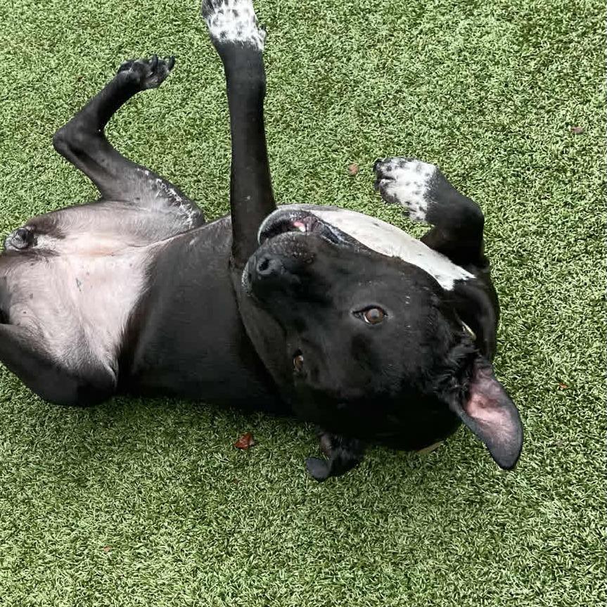 Enlarge Emmie, a Adoptable mixed breed in Greensboro, NC image 4/6