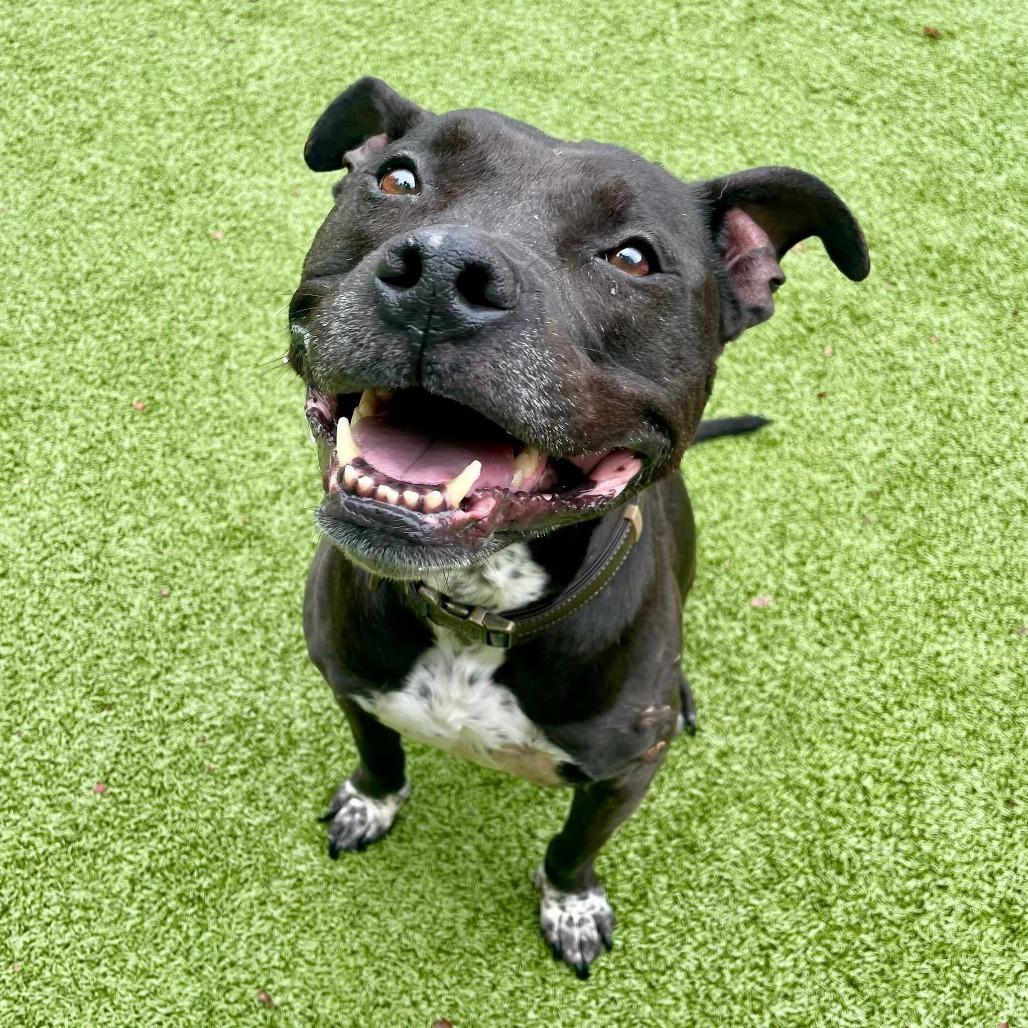 Enlarge Emmie, a Adoptable mixed breed in Greensboro, NC image 5/6