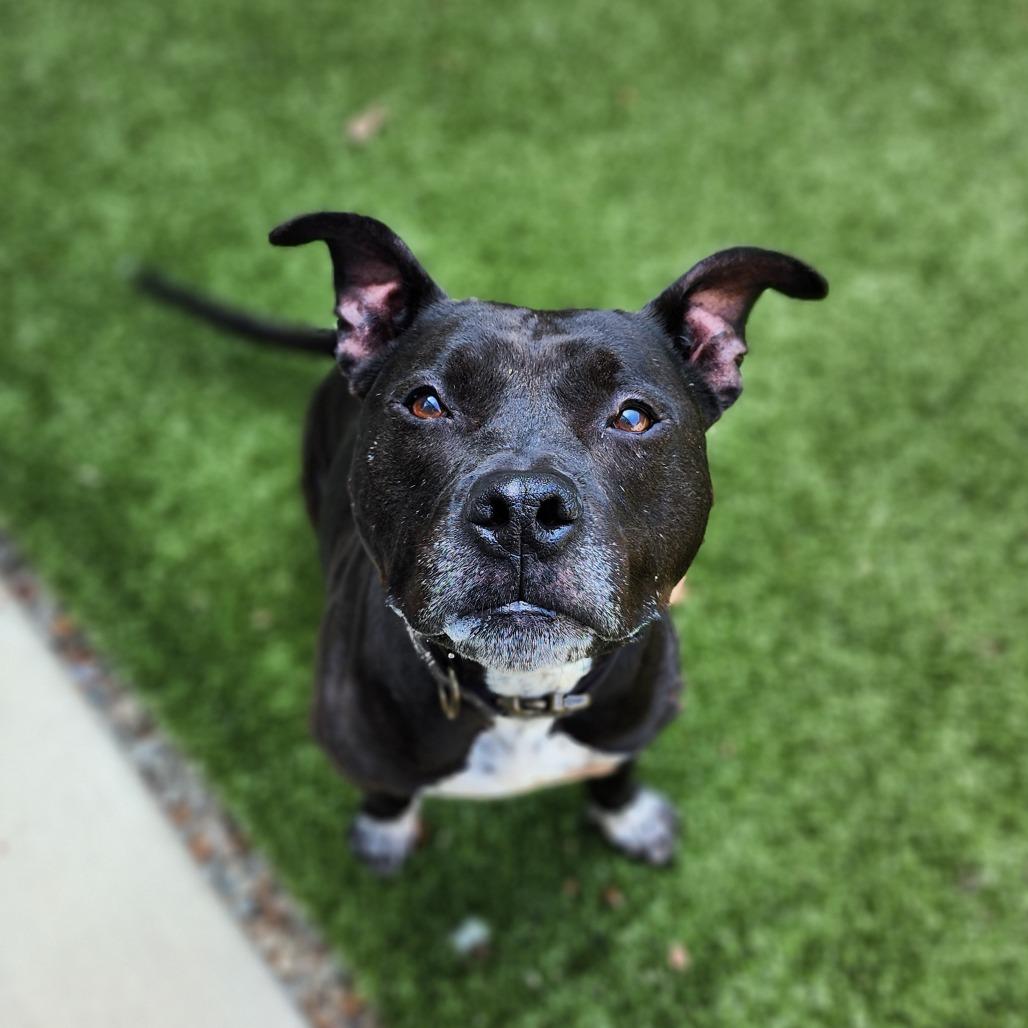 Enlarge Emmie, a Adoptable mixed breed in Greensboro, NC image 6/6