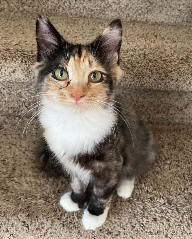Enlarge Taco, a Adopted Calico in Anchorage, AK image 1/1