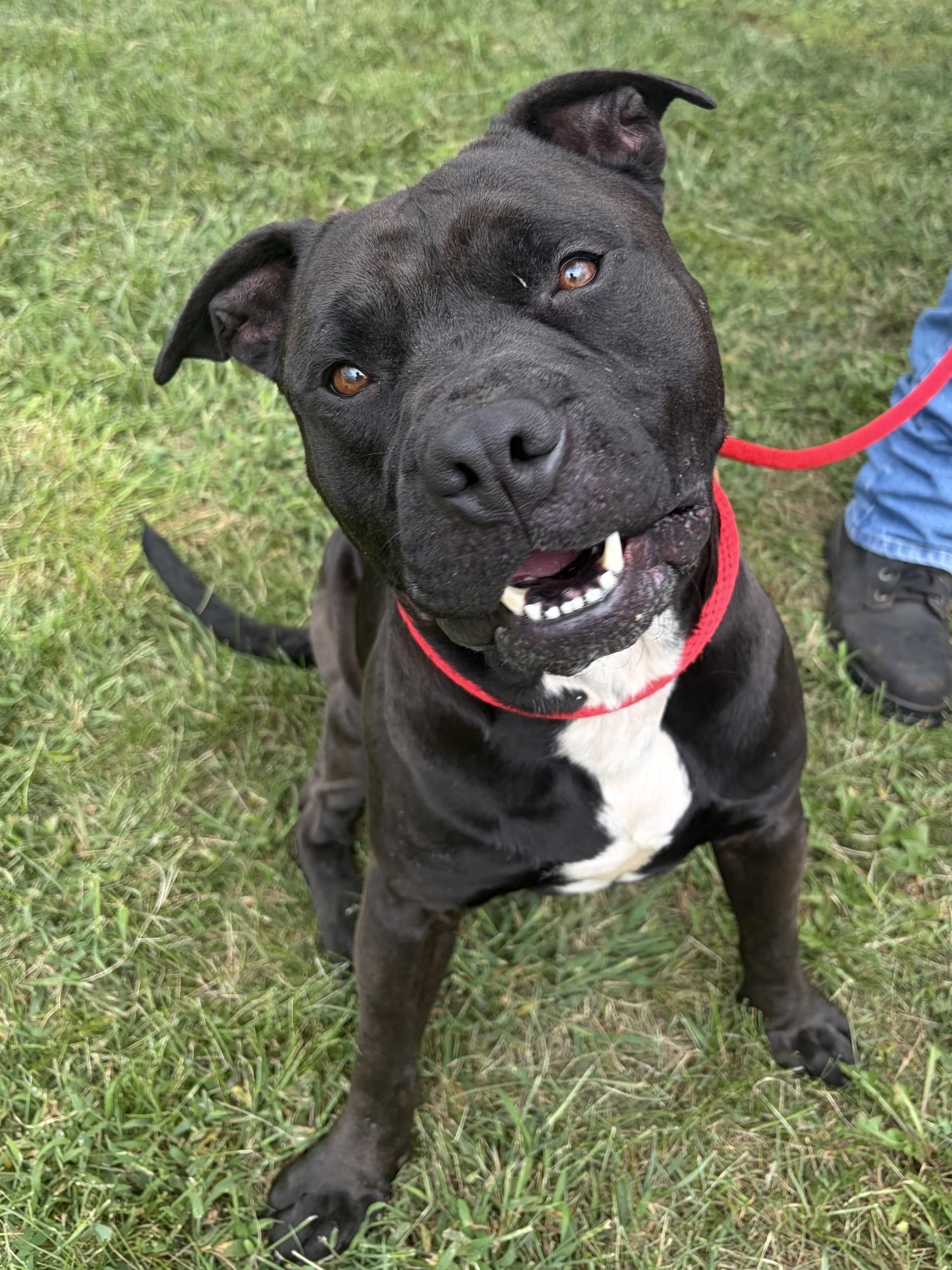 Enlarge Brutus, a Adoptable Pit Bull Terrier in Winchester, VA image 4/5