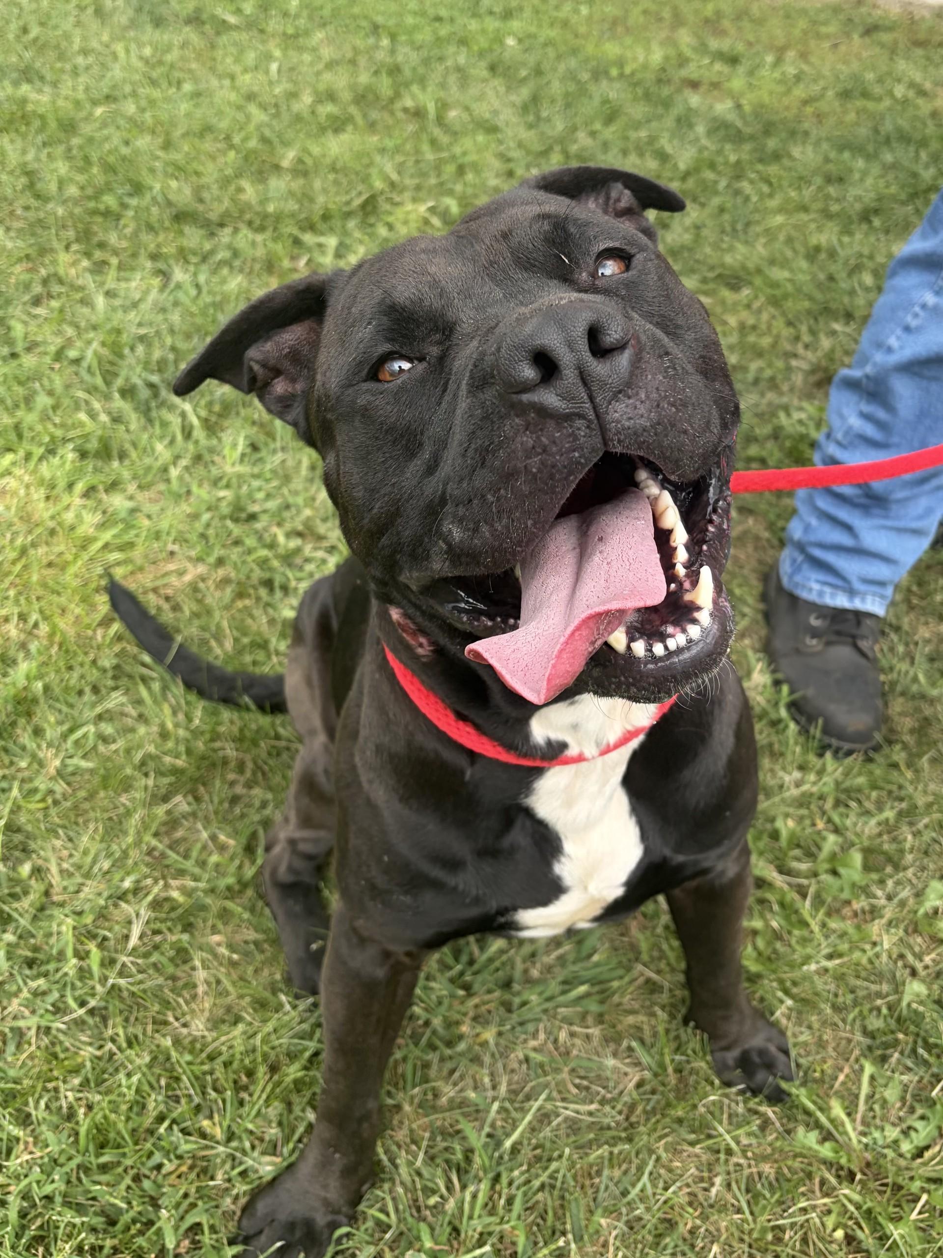 Enlarge Brutus, a Adoptable Pit Bull Terrier in Winchester, VA image 2/5