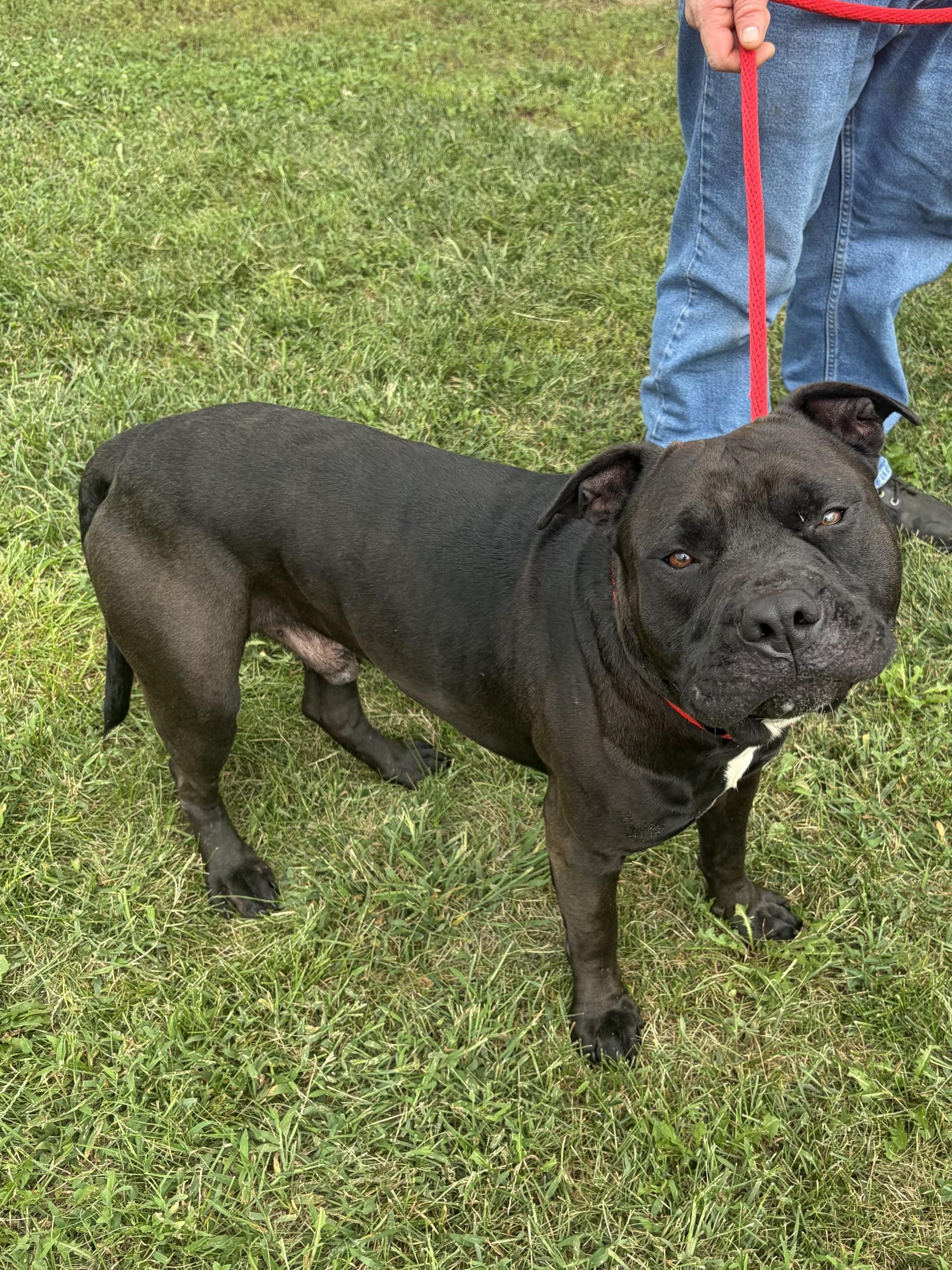 Brutus, Adoptable, Adult Male Pit Bull Terrier.