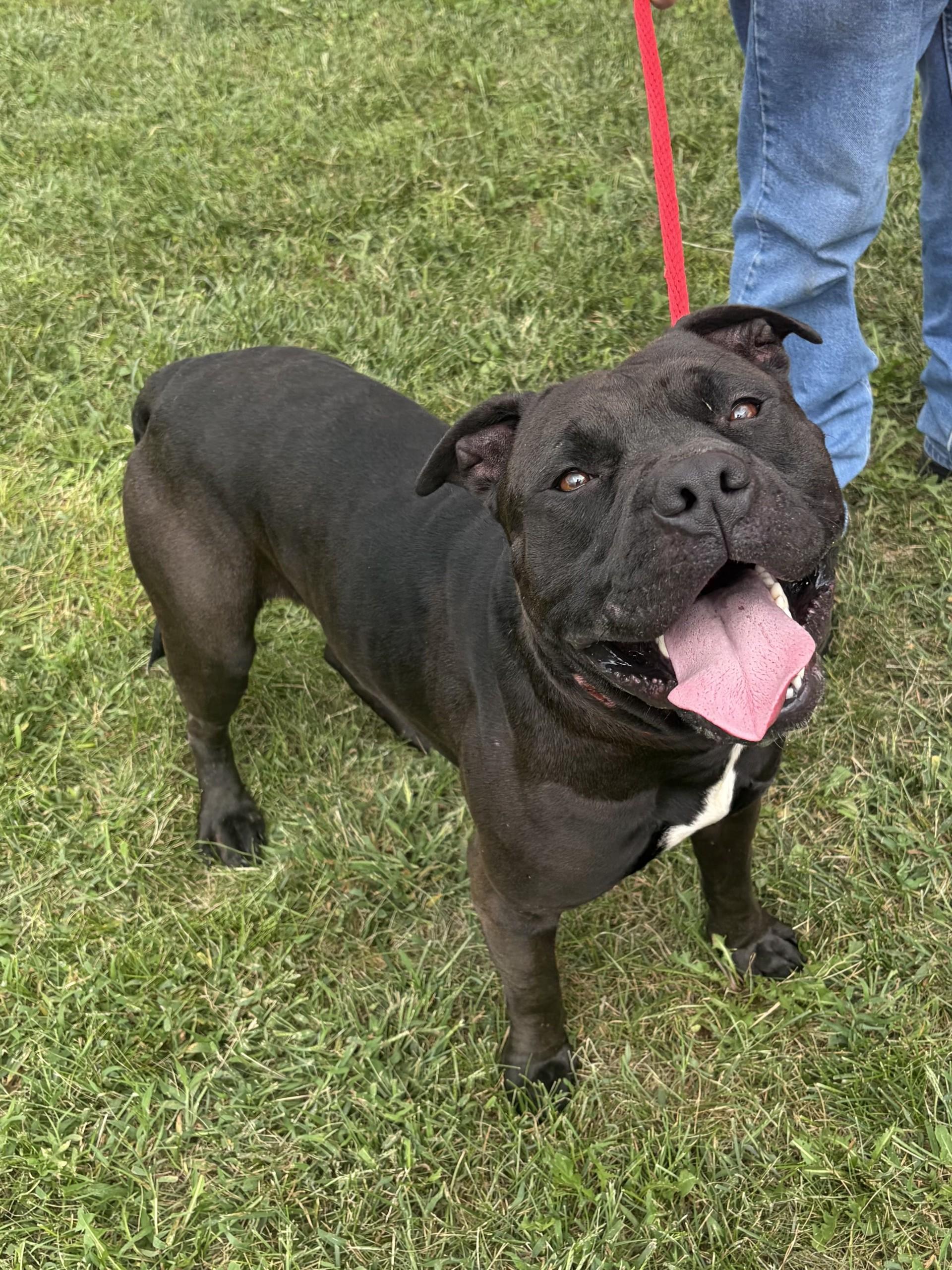 Enlarge Brutus, a Adoptable Pit Bull Terrier in Winchester, VA image 3/5