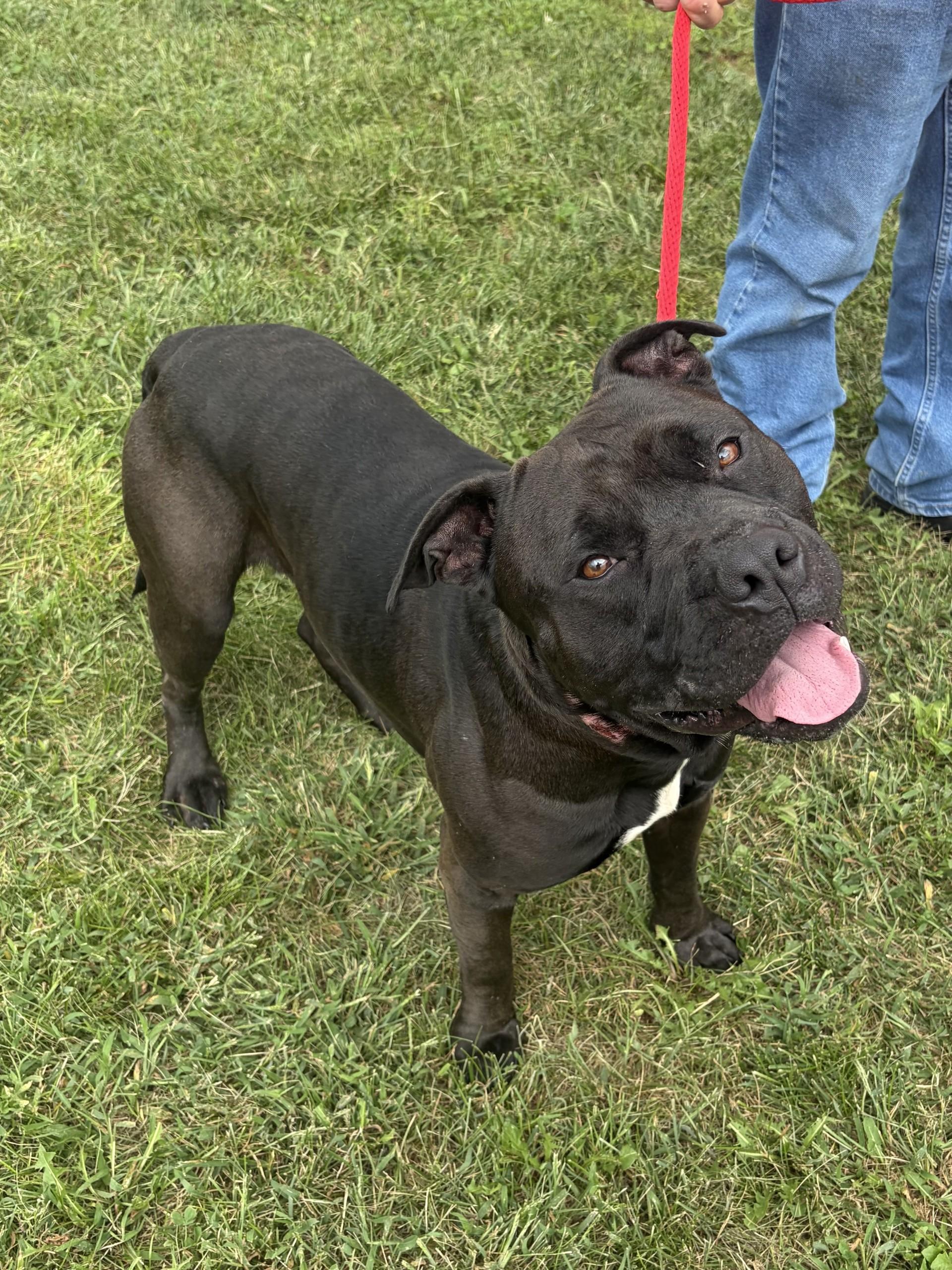Enlarge Brutus, a Adoptable Pit Bull Terrier in Winchester, VA image 5/5