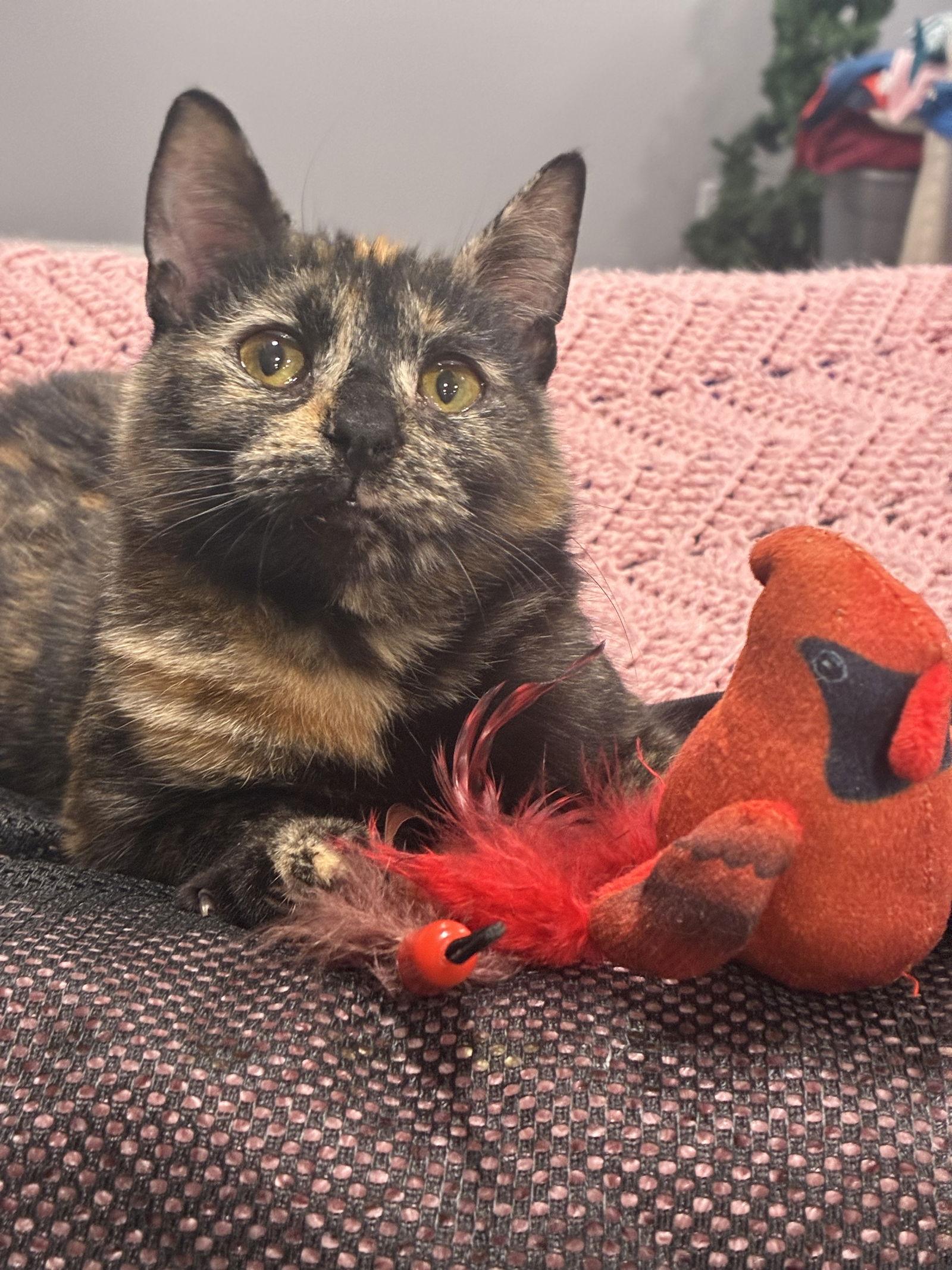 Enlarge Clova, a Adoptable Domestic Short Hair in Cincinnati, OH image 2/3