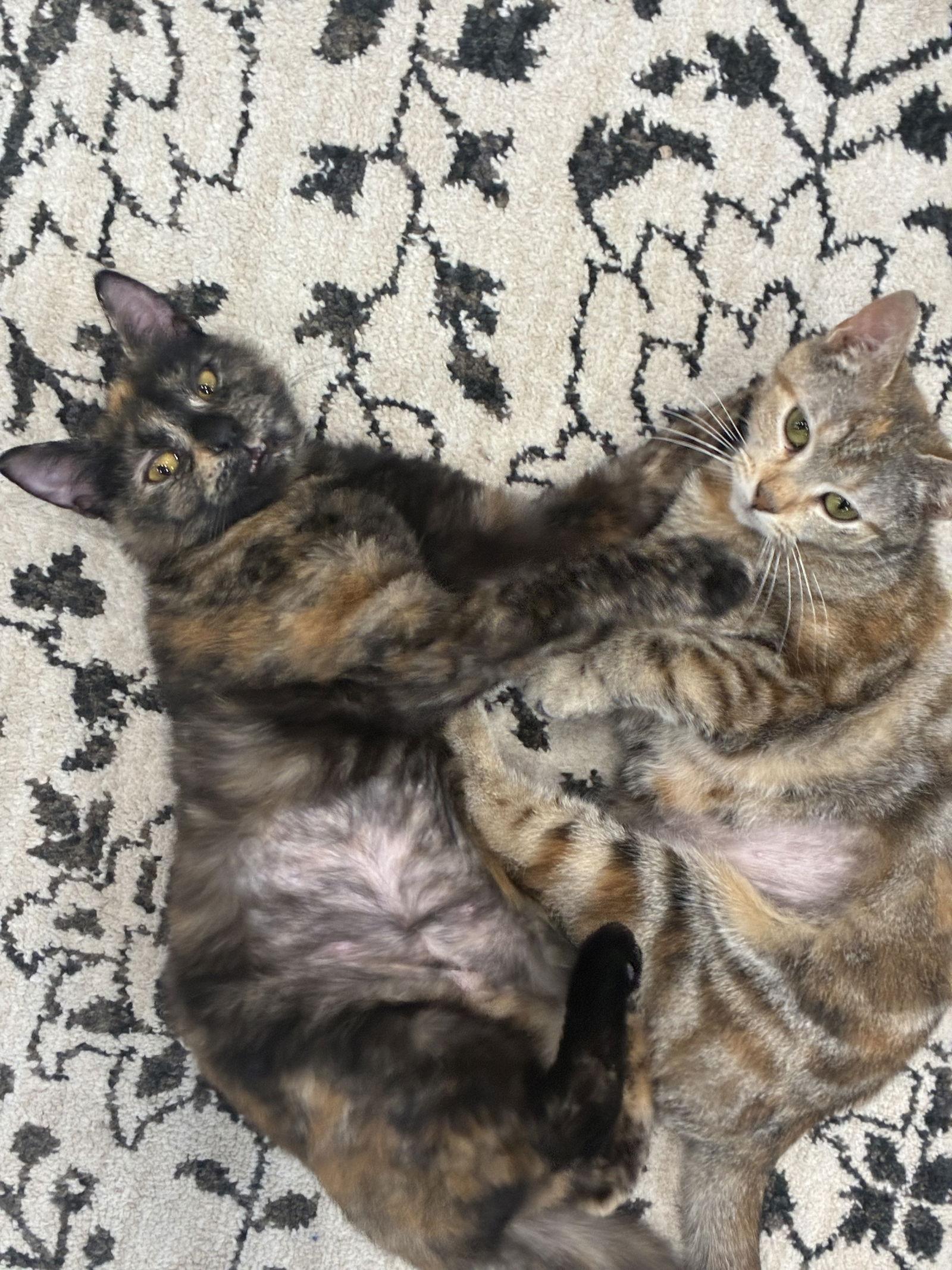 Enlarge Clova, a Adoptable Domestic Short Hair in Cincinnati, OH image 3/3