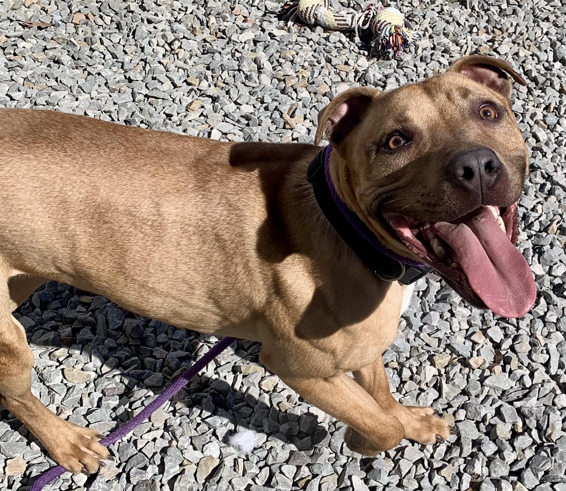 Enlarge Leo, a ADOPTABLE mixed breed in McKeesport, PA image 5/6