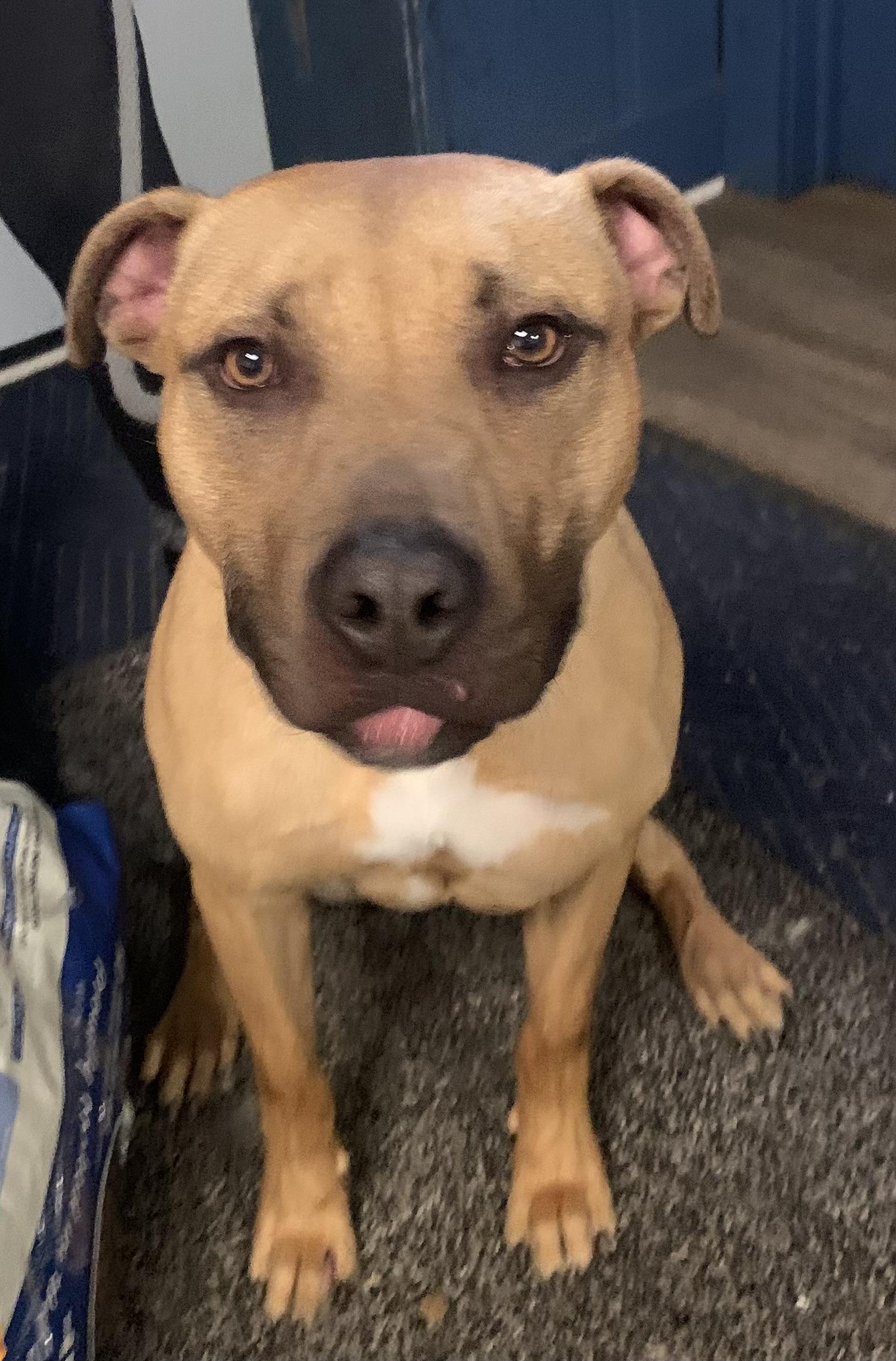 Enlarge Leo, a ADOPTABLE mixed breed in McKeesport, PA image 6/6