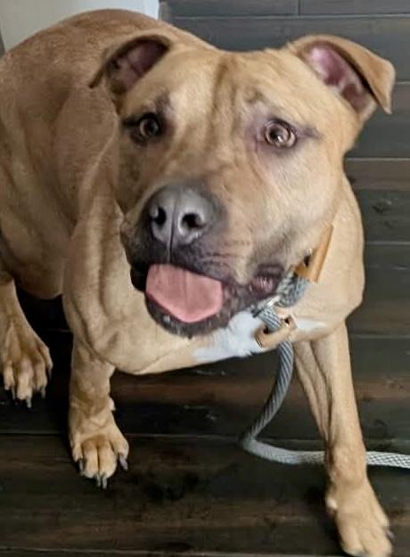 Enlarge Leo, a ADOPTABLE mixed breed in McKeesport, PA image 2/6