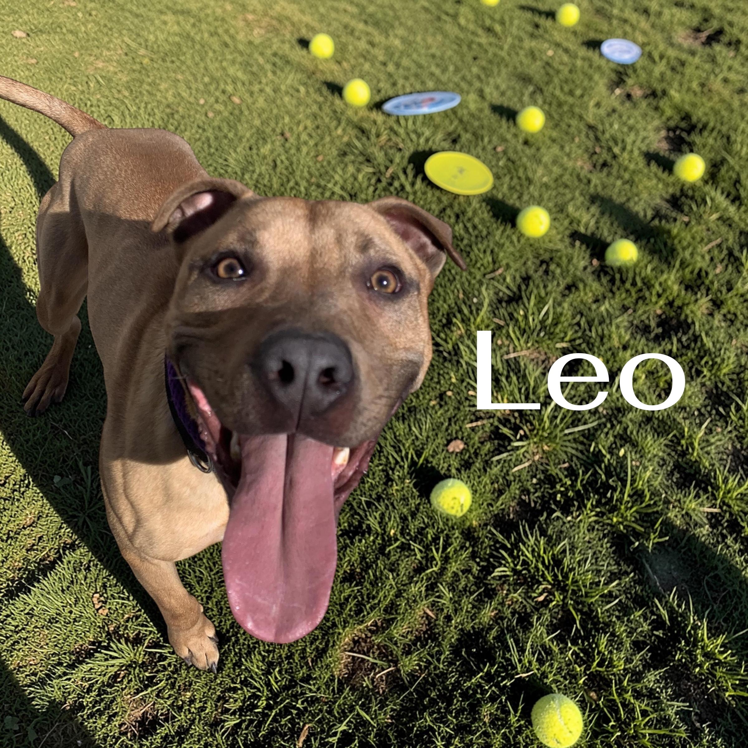 Leo, ADOPTABLE, Young Male Pit Bull Terrier.