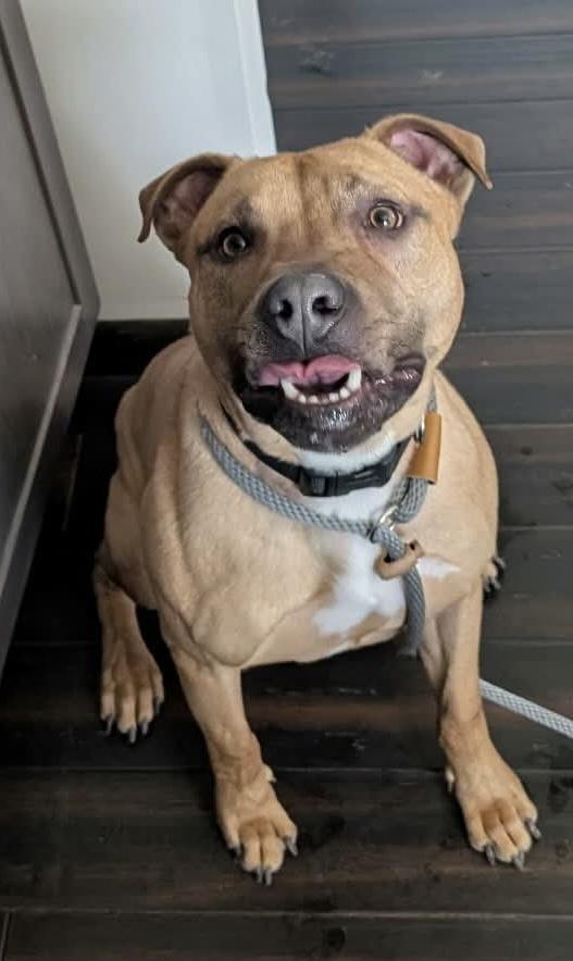 Enlarge Leo, a ADOPTABLE mixed breed in McKeesport, PA image 3/6