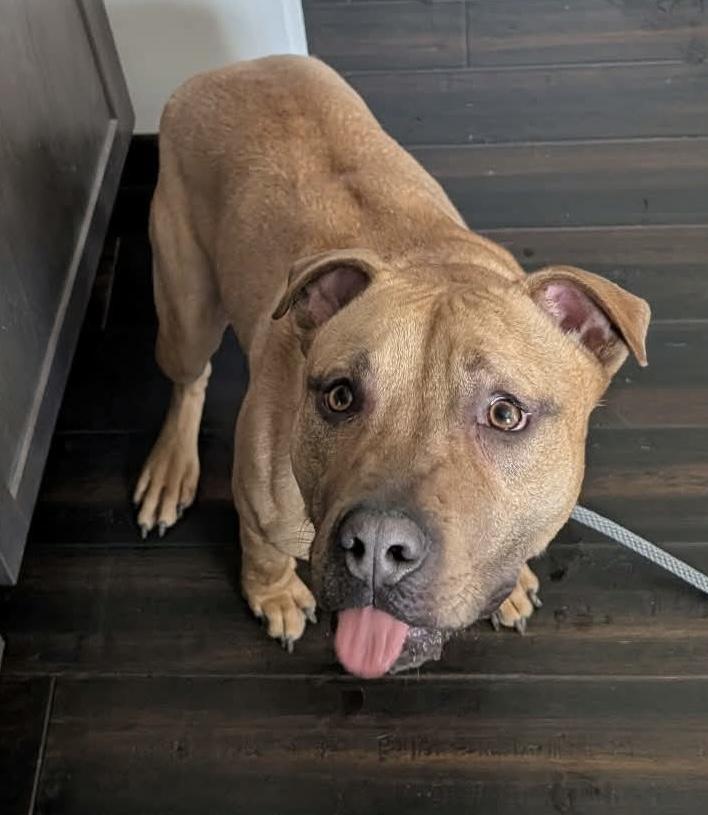 Leo, ADOPTABLE, Young Male Pit Bull Terrier.