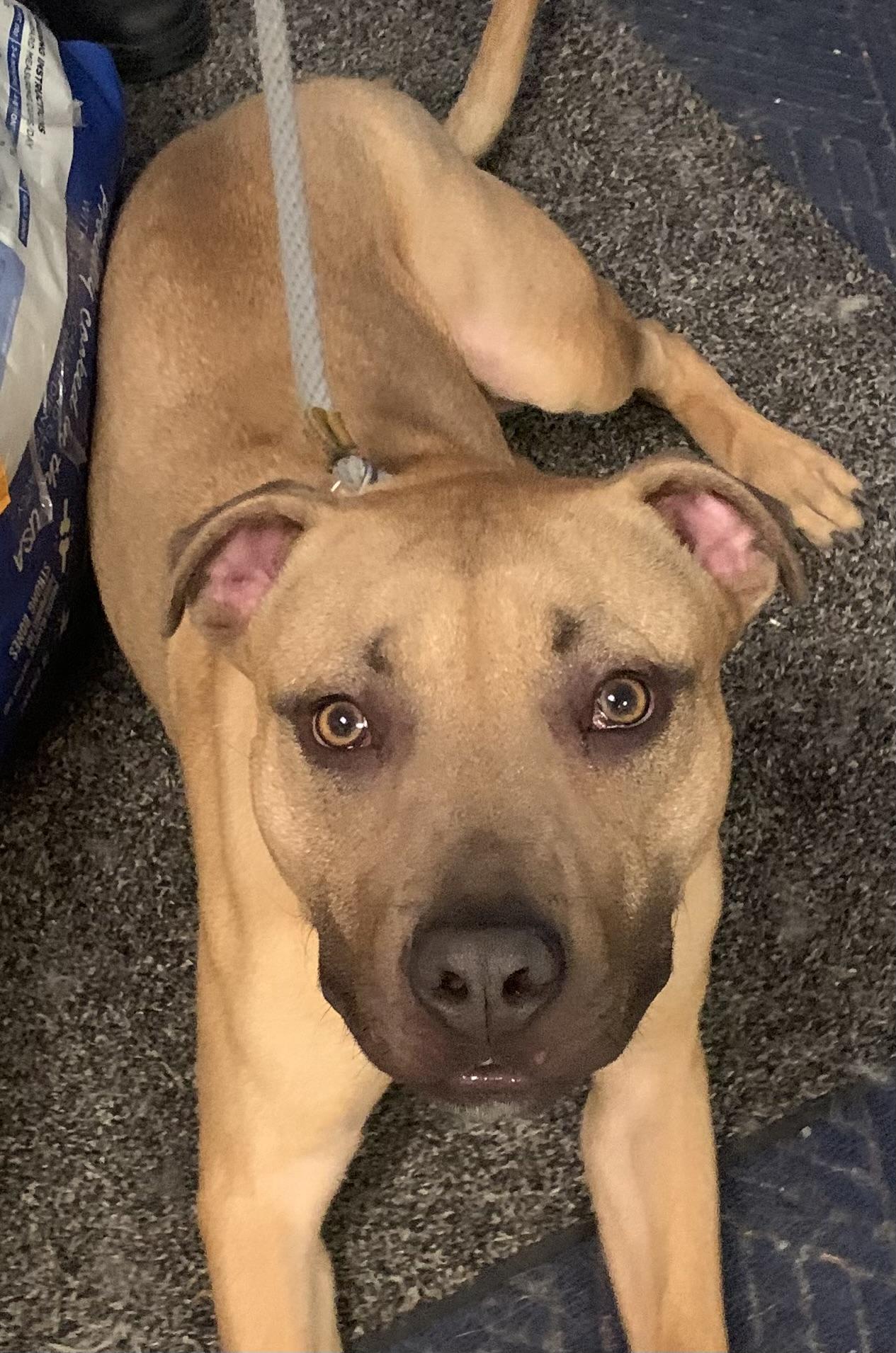 Enlarge Leo, a ADOPTABLE mixed breed in McKeesport, PA image 5/6