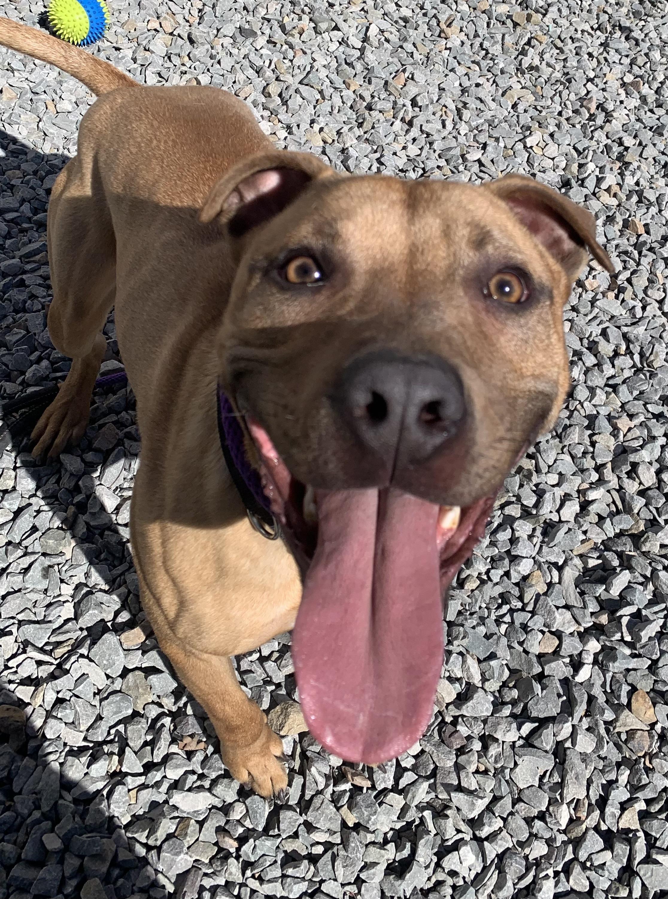 Enlarge Leo, a ADOPTABLE mixed breed in McKeesport, PA image 6/6