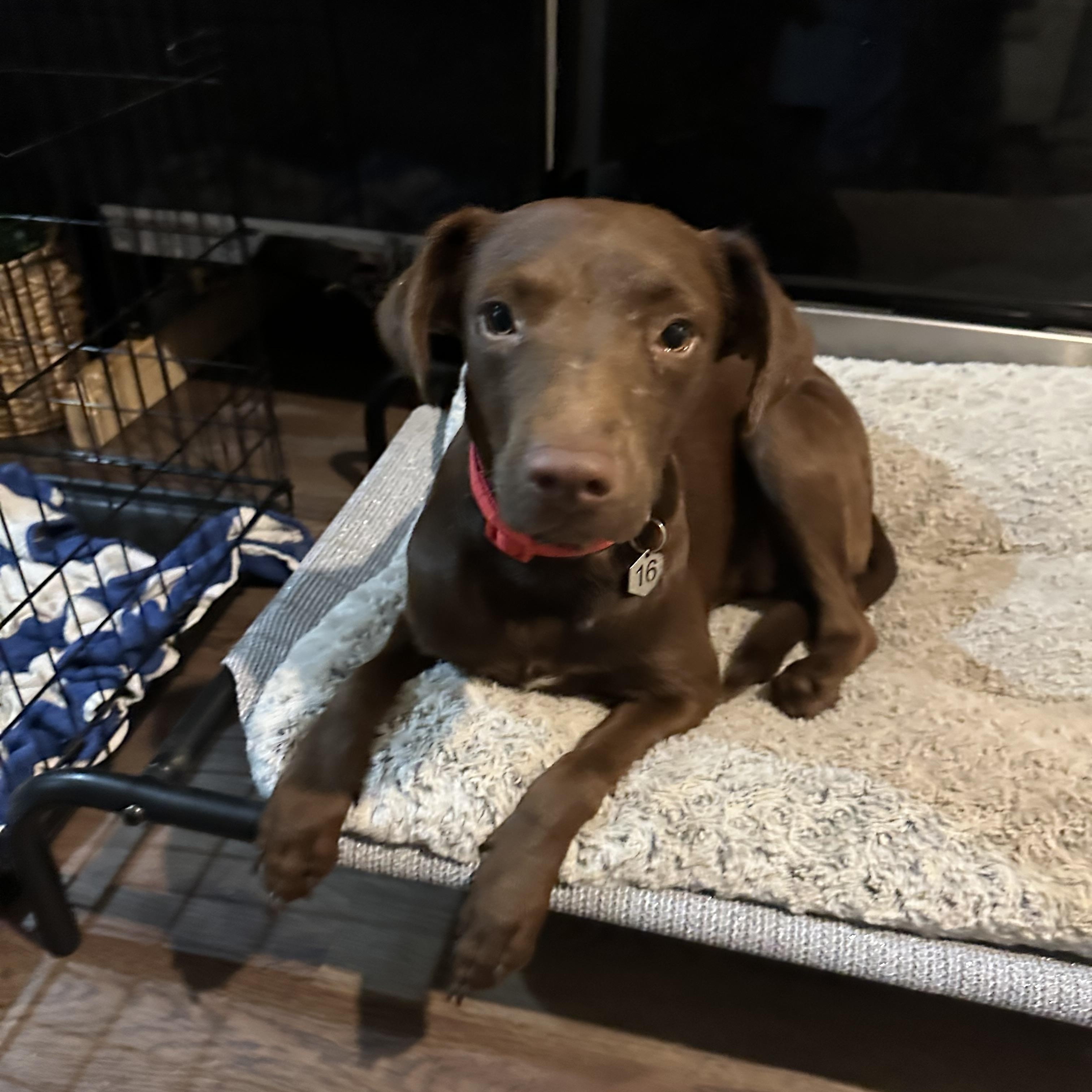 Daphne (Dresden #16)