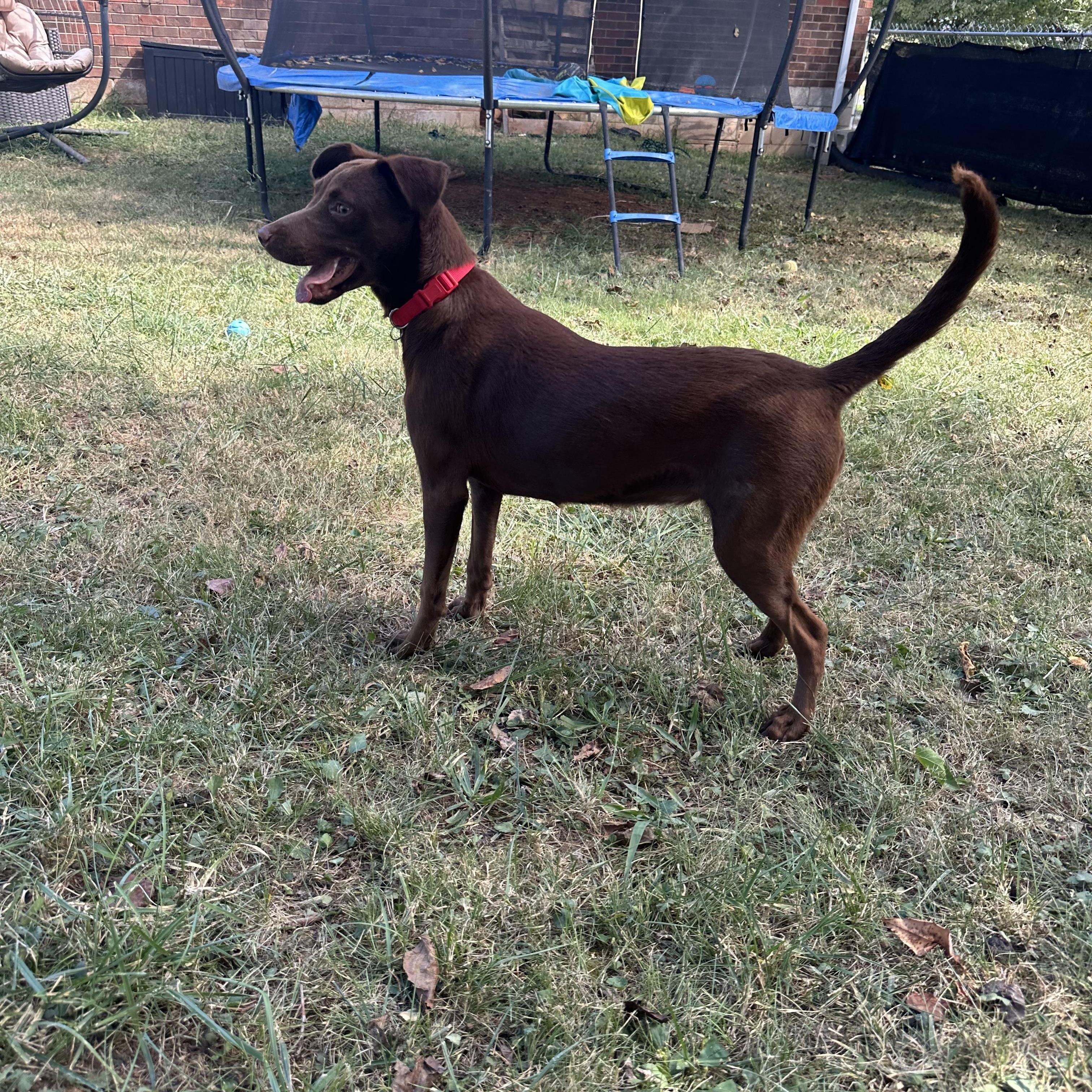 Enlarge Daphne (Dresden #16), a Adoptable mixed breed in Mount Juliet, TN image 4/6