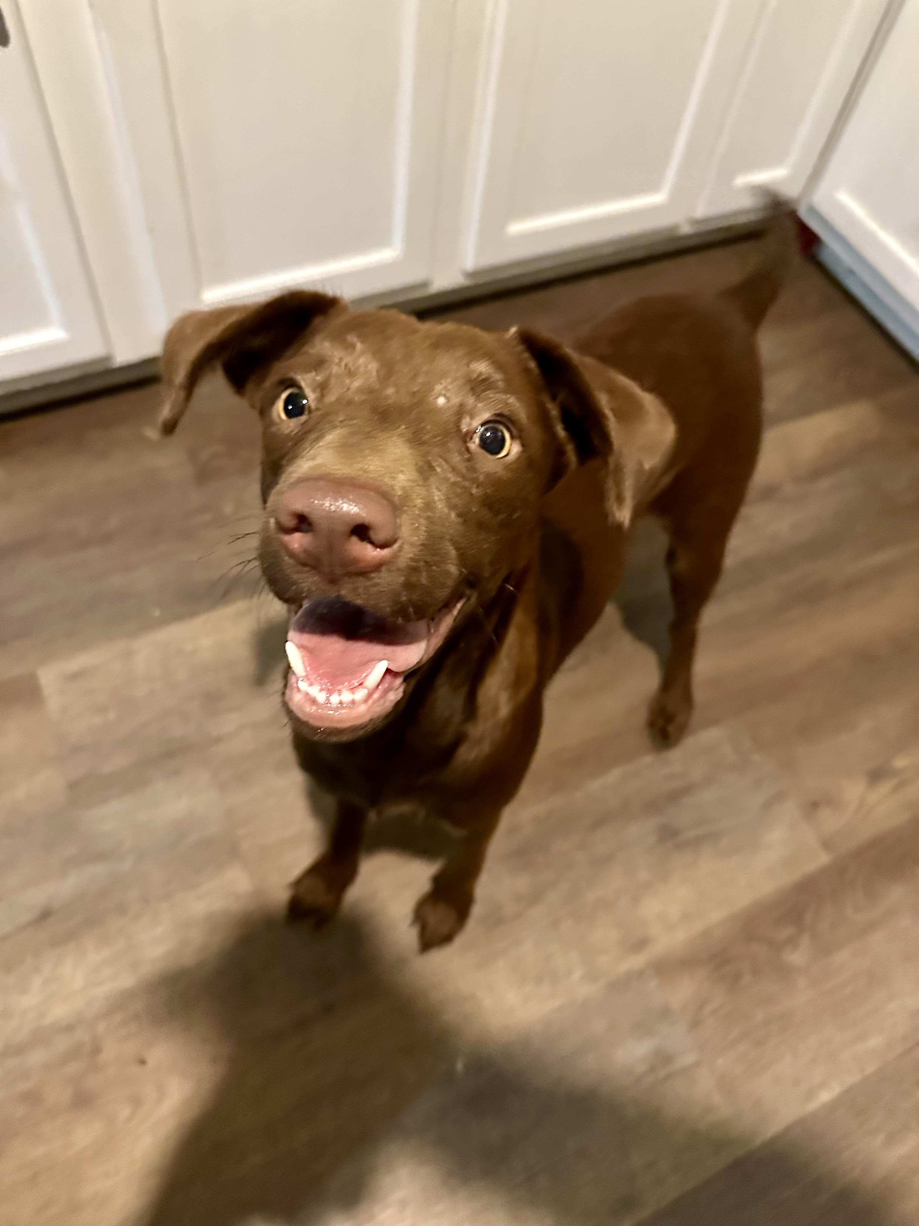 Enlarge Daphne (Dresden #16), a Adoptable mixed breed in Mount Juliet, TN image 2/6