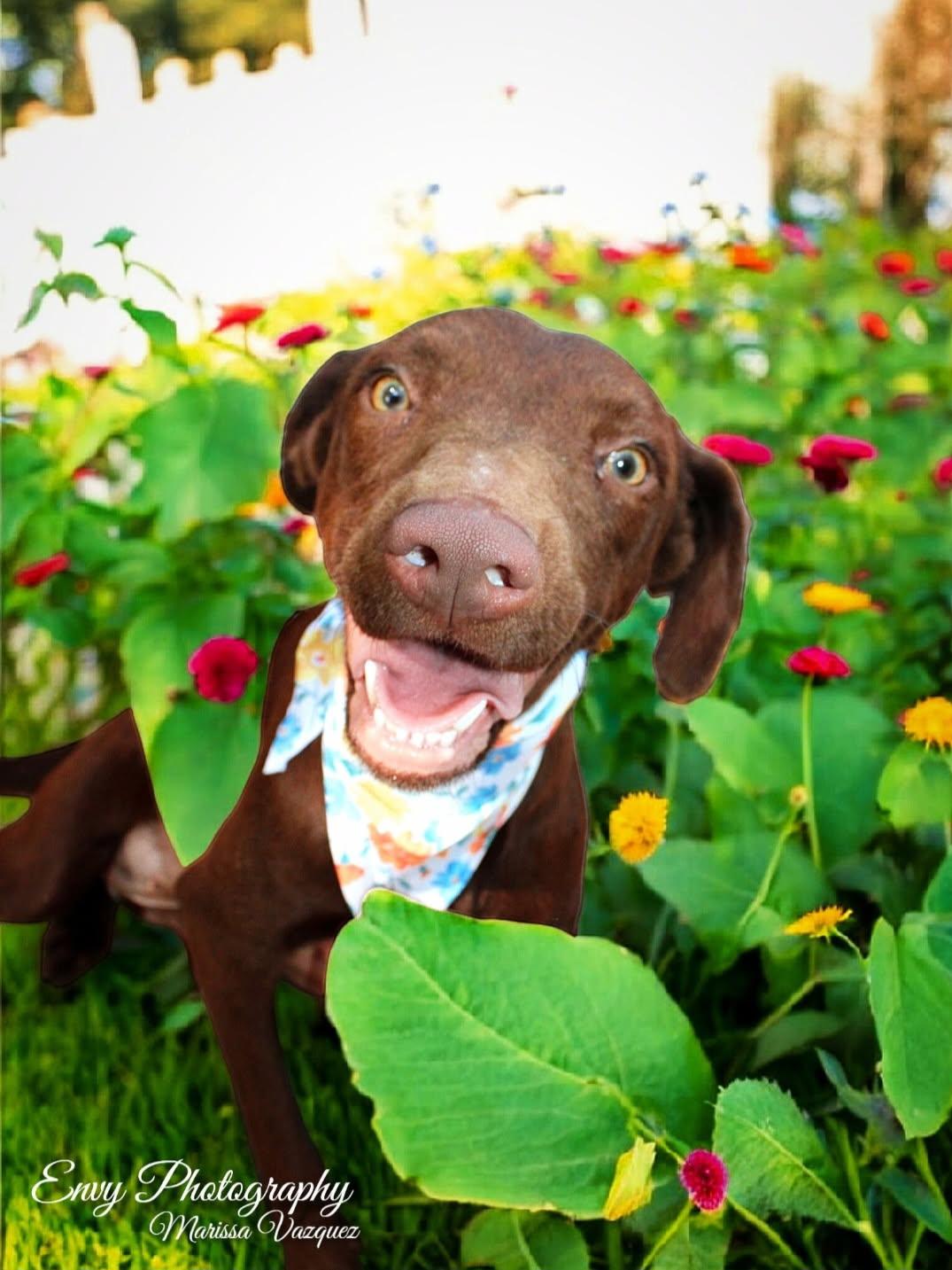 Enlarge Daphne (Dresden #16), a Adoptable mixed breed in Mount Juliet, TN image 6/6