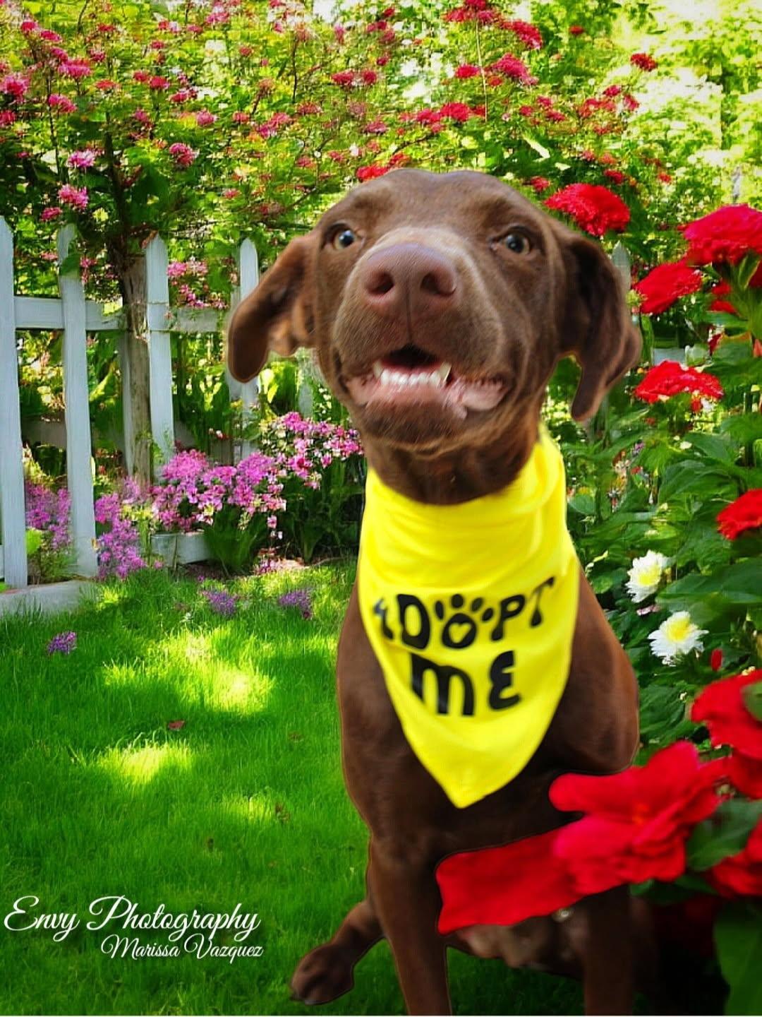 Enlarge Daphne (Dresden #16), a Adoptable mixed breed in Mount Juliet, TN image 1/6