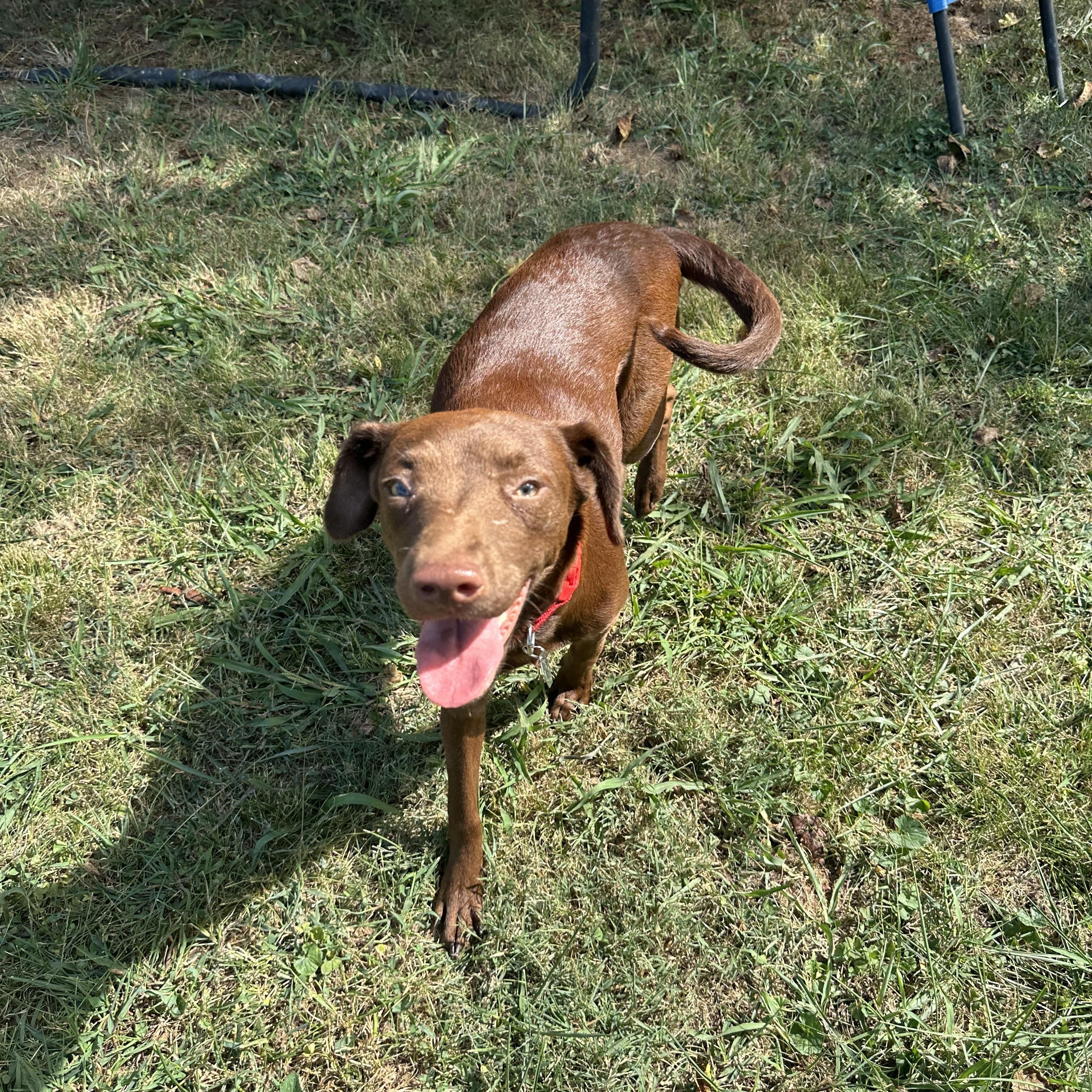 Enlarge Daphne (Dresden #16), a Adoptable mixed breed in Mount Juliet, TN image 5/6