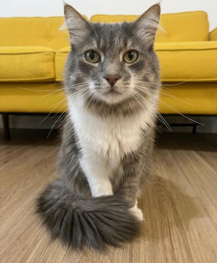 Rudy, Adoptable, Adult Male Domestic Long Hair.