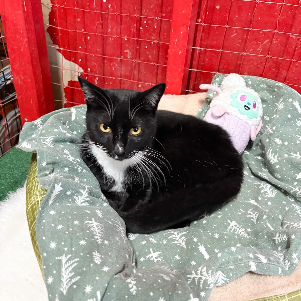 Enlarge Lucy Cat, a Adoptable Tuxedo in Centerville, GA image 1/1