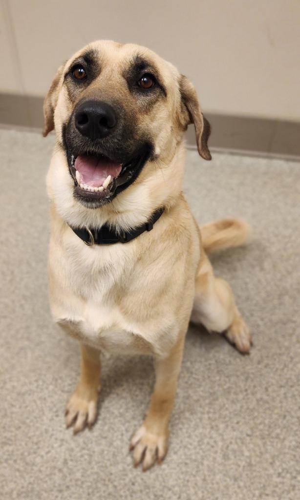 Enlarge Bart, a Adoptable Anatolian Shepherd in Superior, WI image 1/1